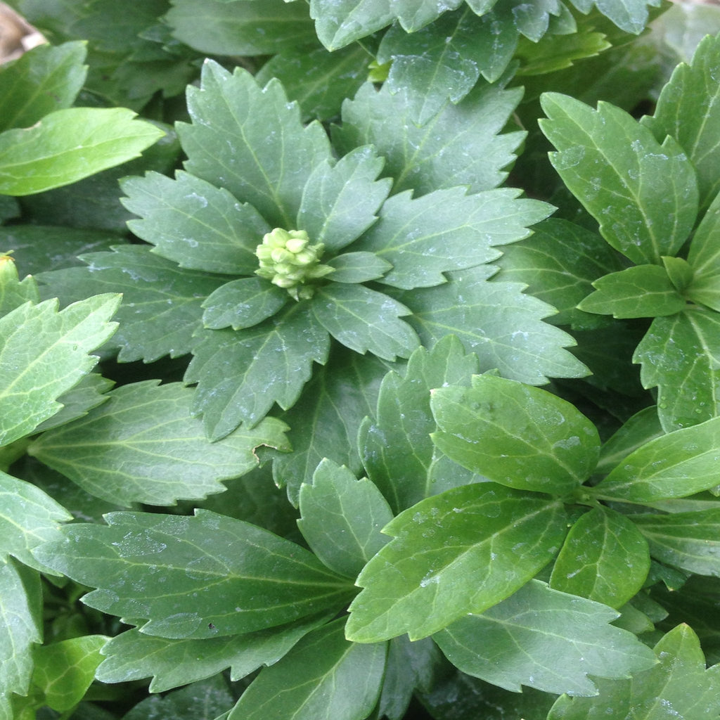 Pachysandra terminalis 'Green Carpet' 9cm