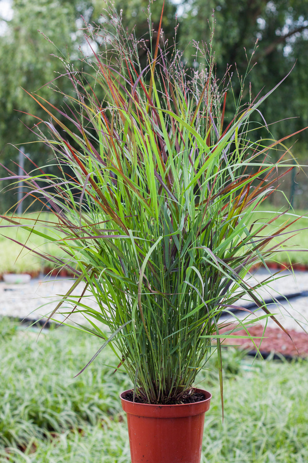 Panicum virgatum 'Shenandoah' 9cm