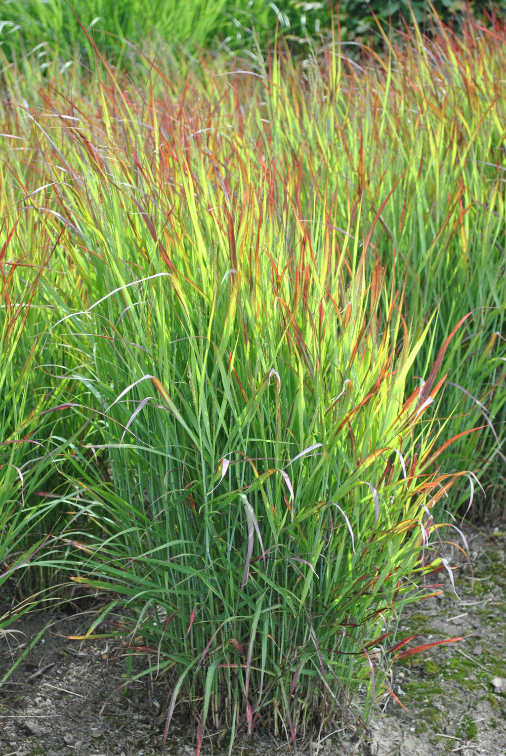 Panicum virgatum 'Shenandoah' 9cm
