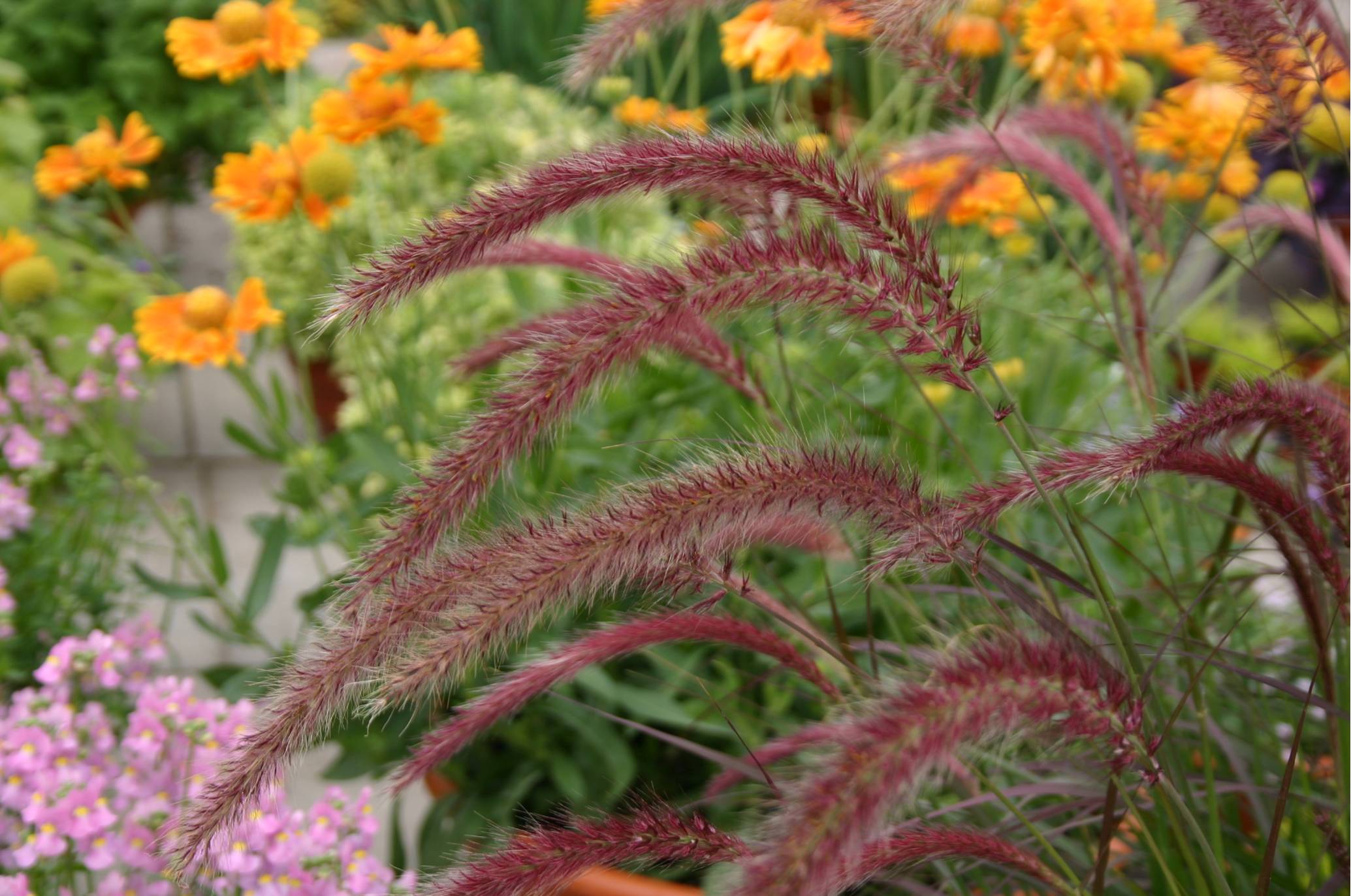 Pennisetum x Advena - Rubrum 9cm / 2L