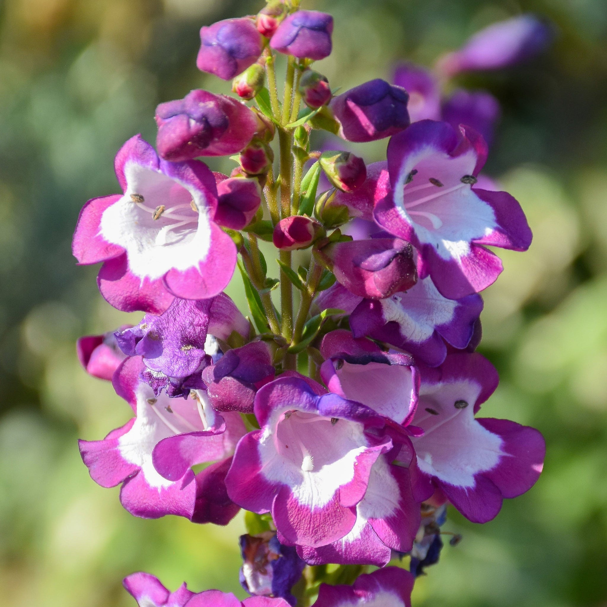 Penstemon Phoenix Violet 9cm Pot