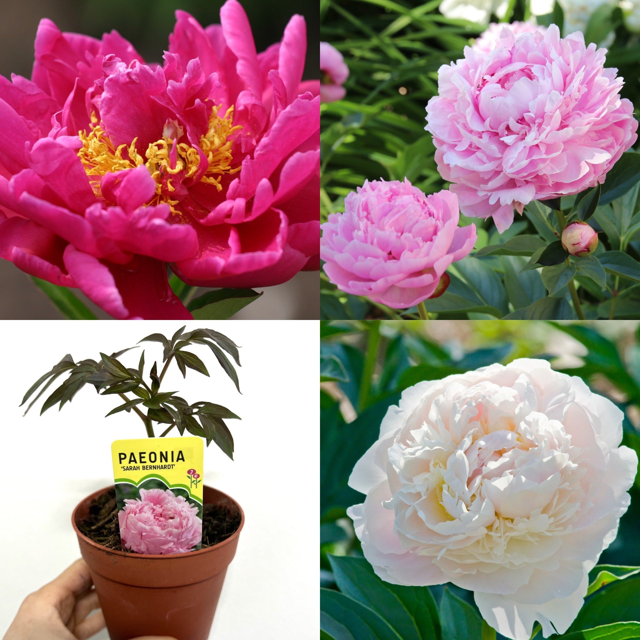 Peony Mix of 3 Plants (3 x 9cm-1L Pots)