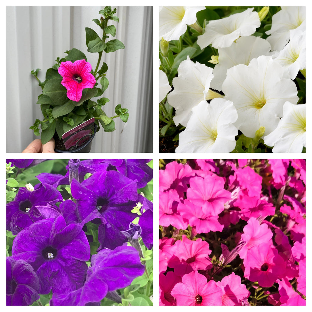 3 x Trailing Petunias (3 x 9cm Pots)