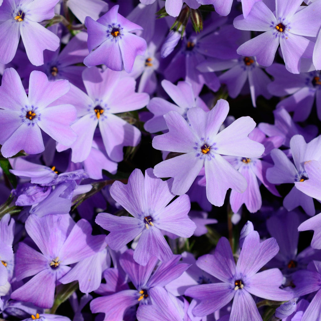 Phlox subulata 'Emerald Cushion Blue' 9cm Pot