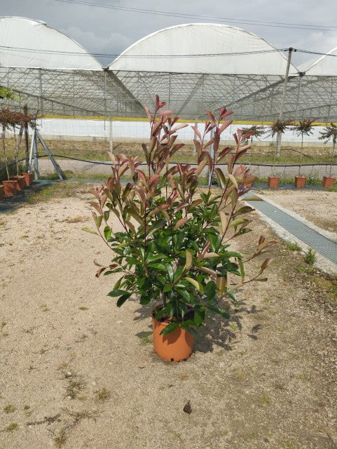 Photinia x fraseri 'Red Robin' 9cm-10L