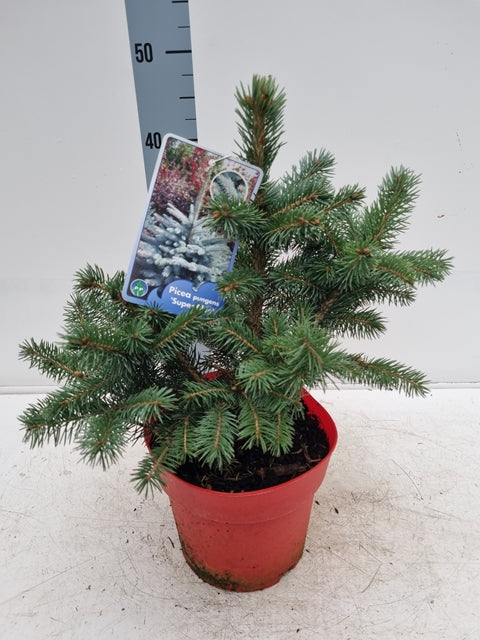 Potgrown Real Christmas Tree | Picea pungens 'Super Blue' | 30-40cm