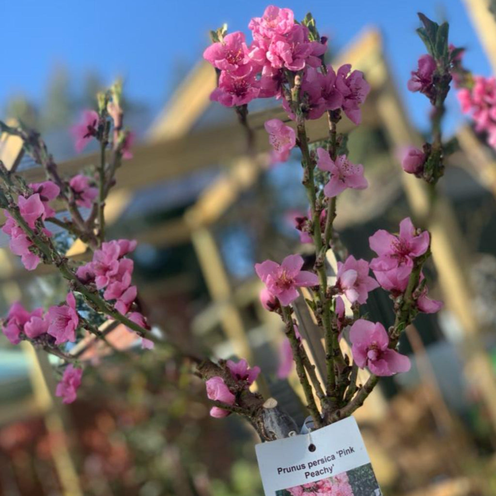 Prunus Persica (Peach) 'Pink Peachy' Dwarf Blossom Tree 80-90cm