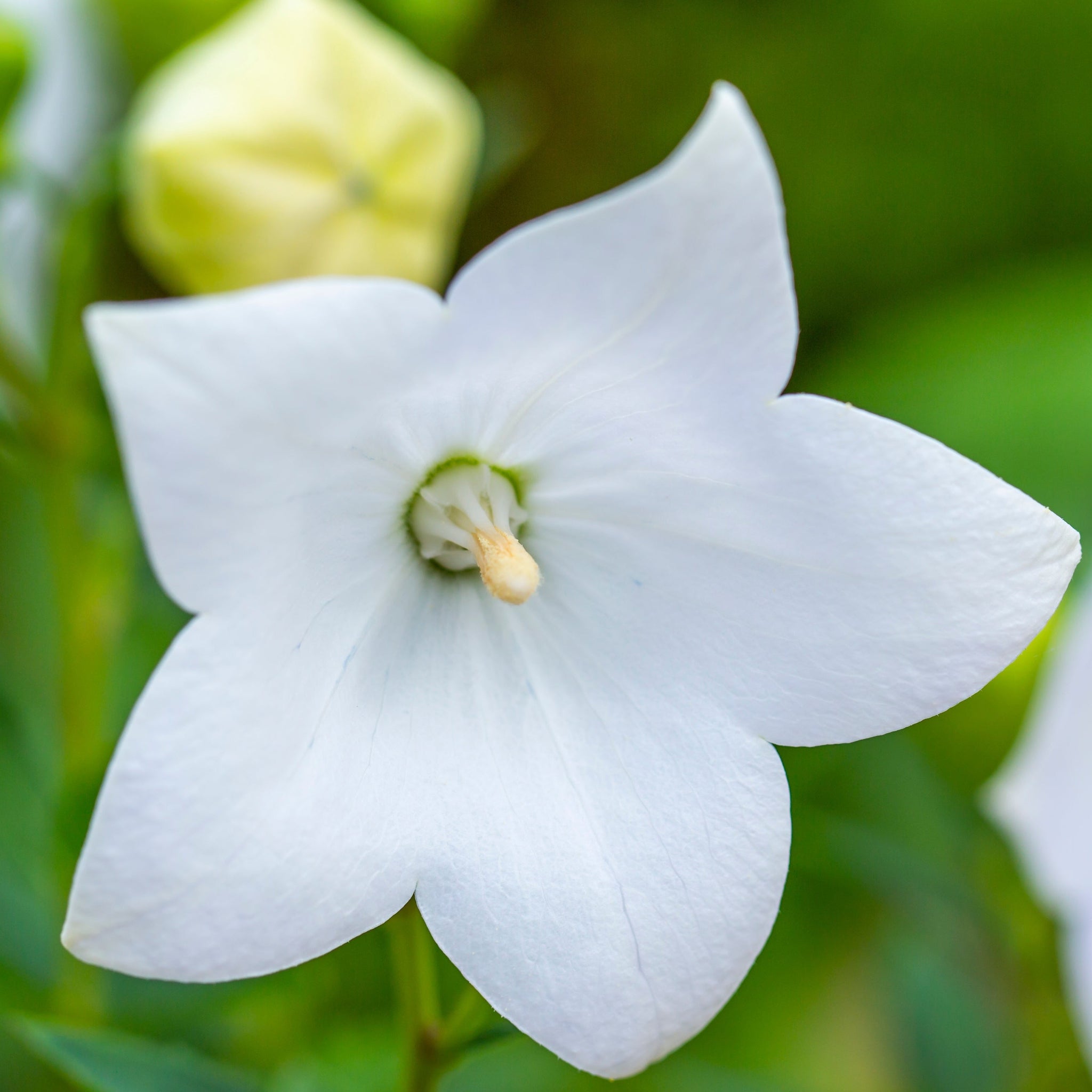 Campanula pyramidalis White 1L