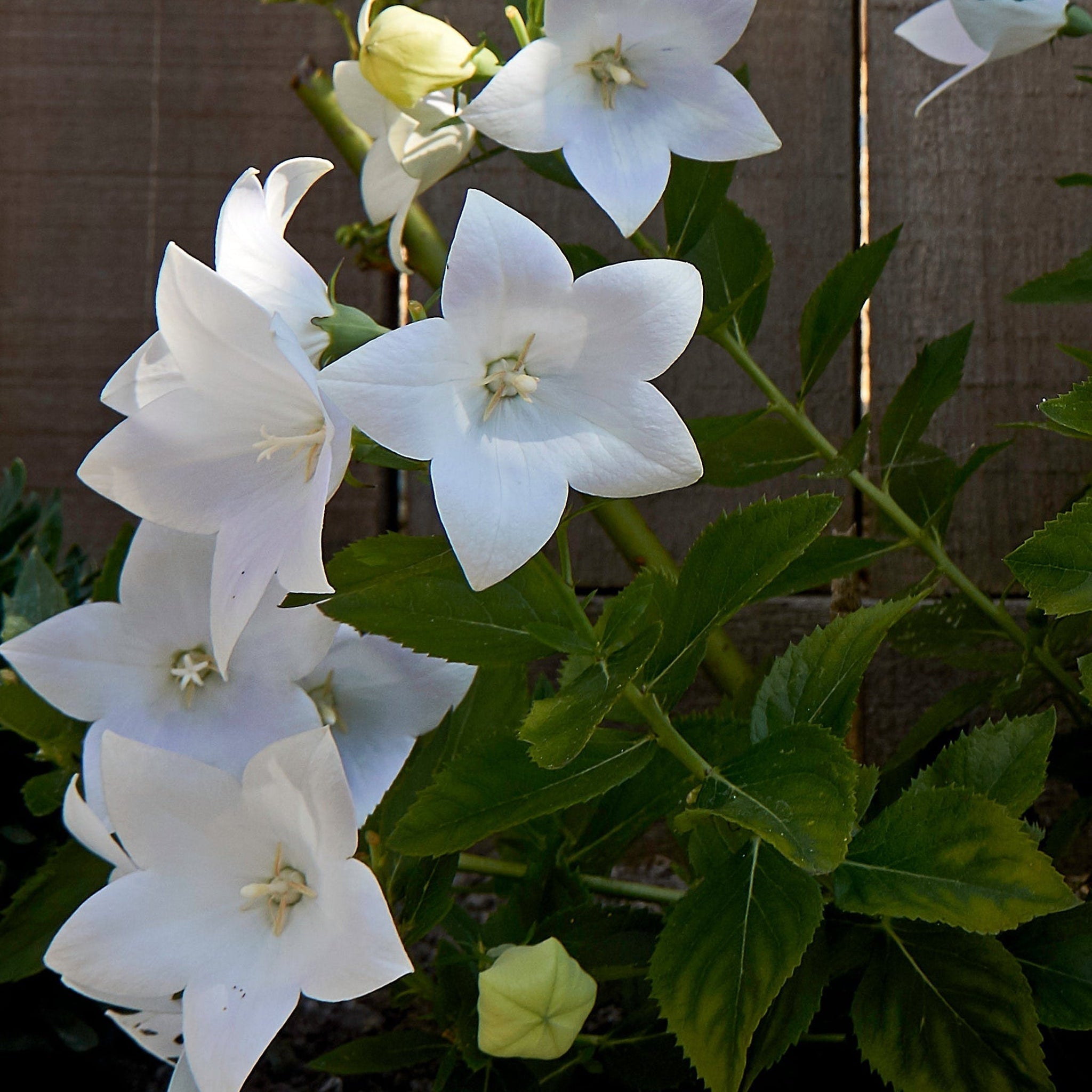 Campanula pyramidalis White 1L