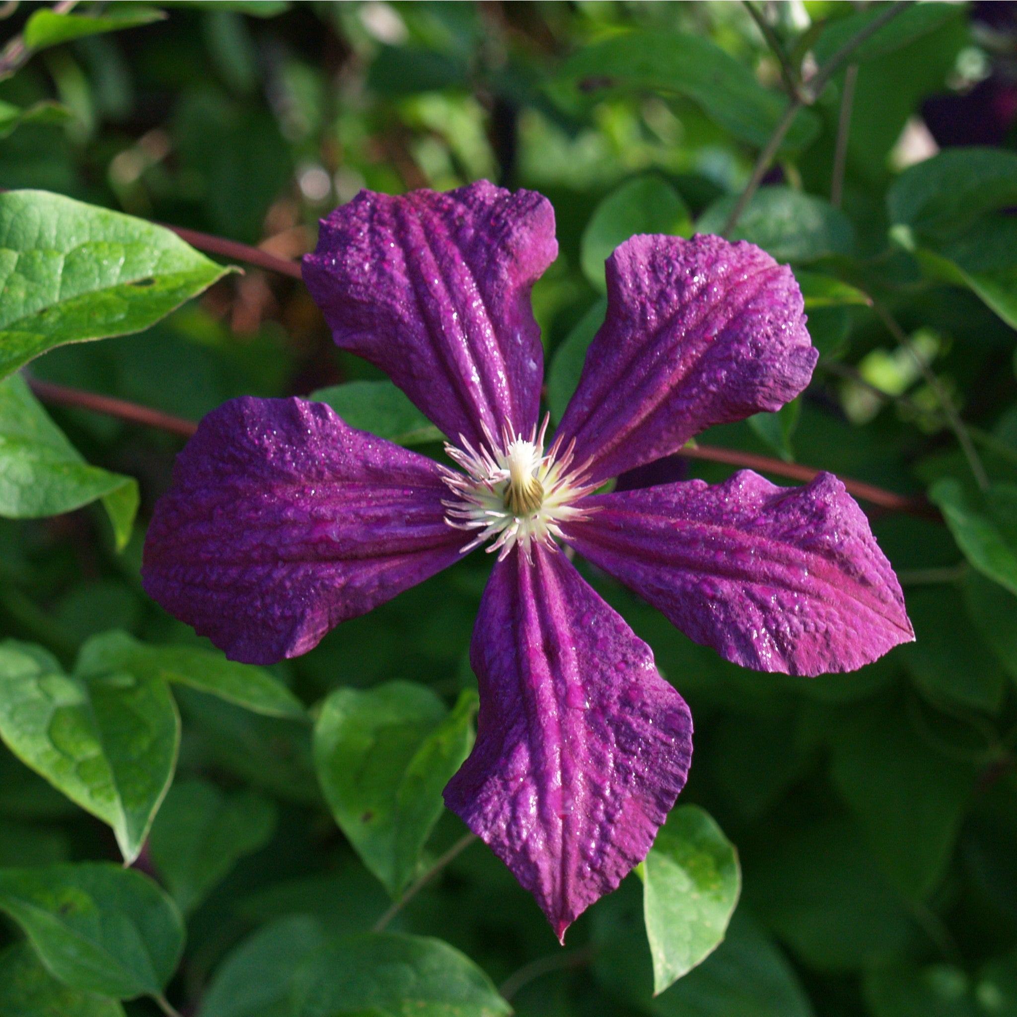 Clematis 'Polish Spirit' 60cm
