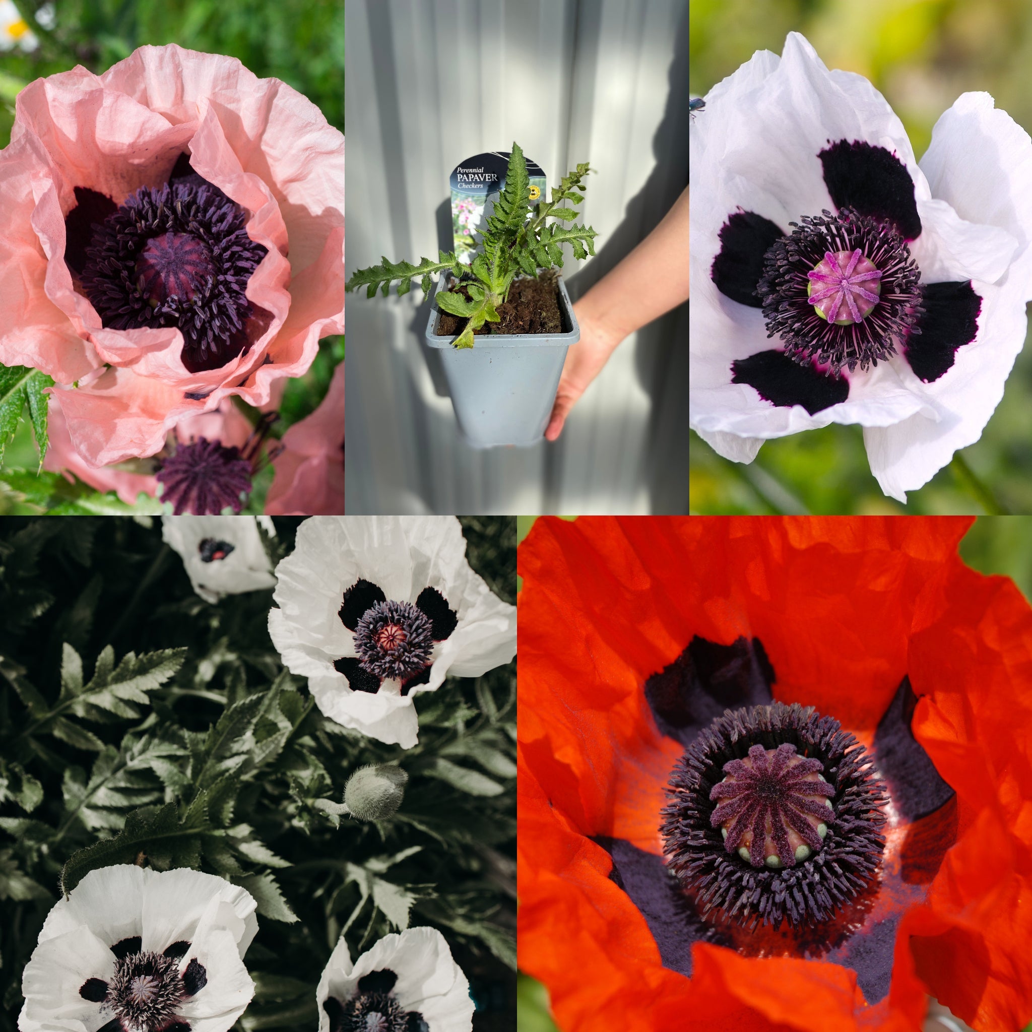 SPECIAL OFFER: Poppy Mix of 5