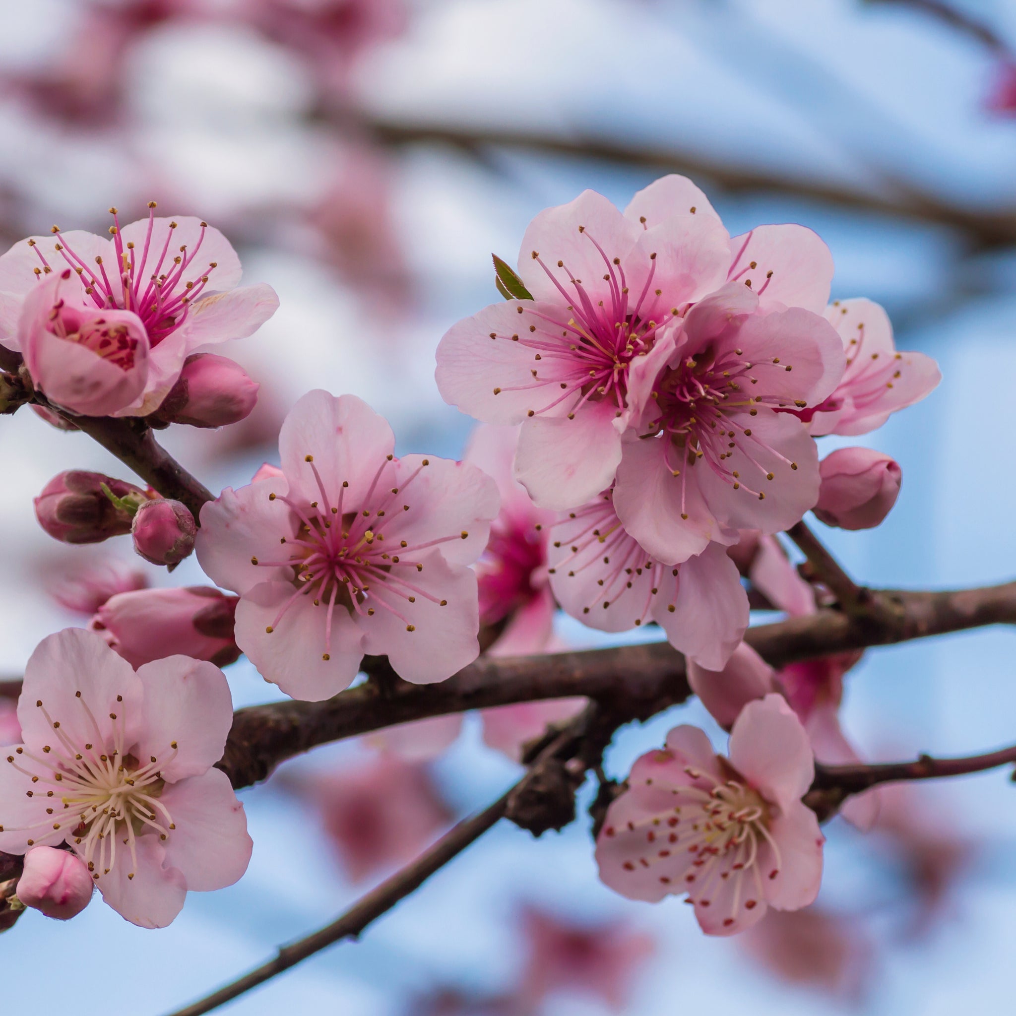 Prunus Persica (Peach) 'Pink Peachy' Dwarf Blossom Tree 80-90cm