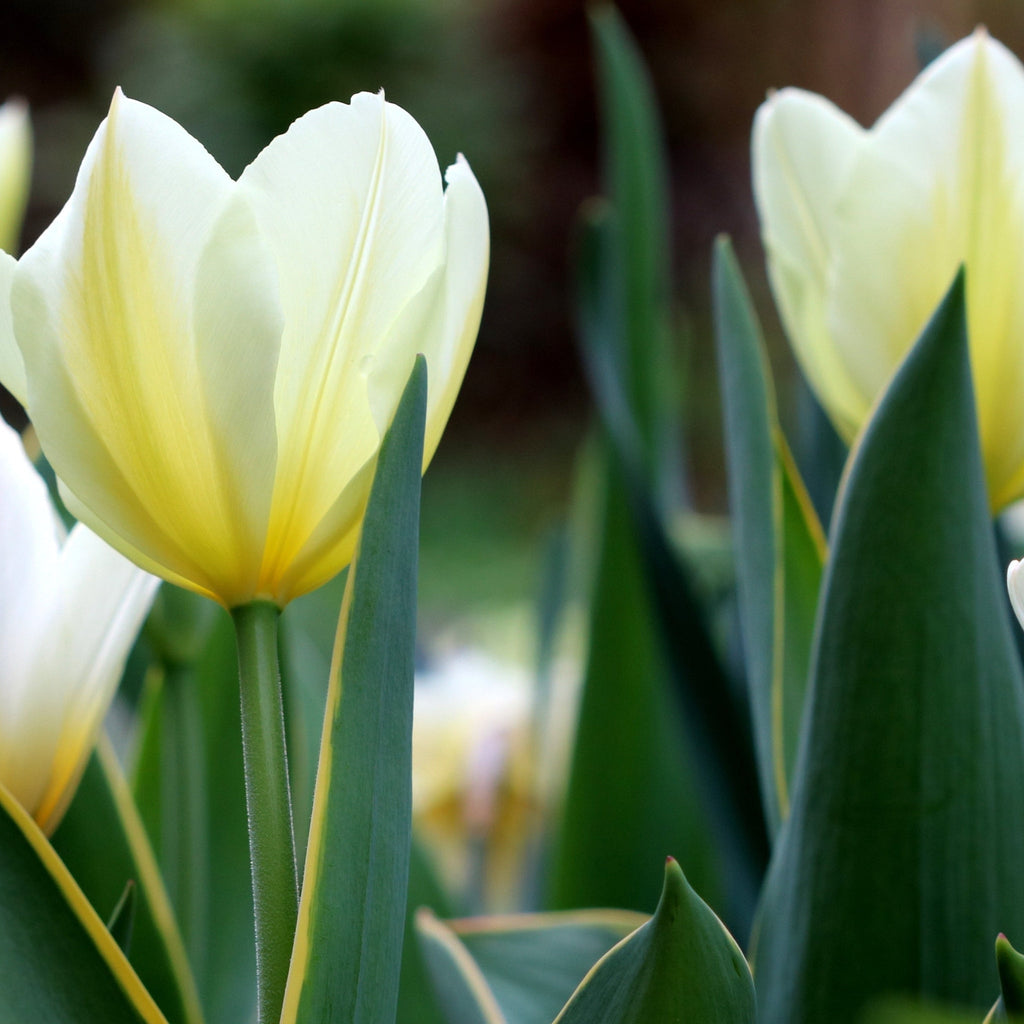 Tulip 'Purissima' (4 Bulbs)
