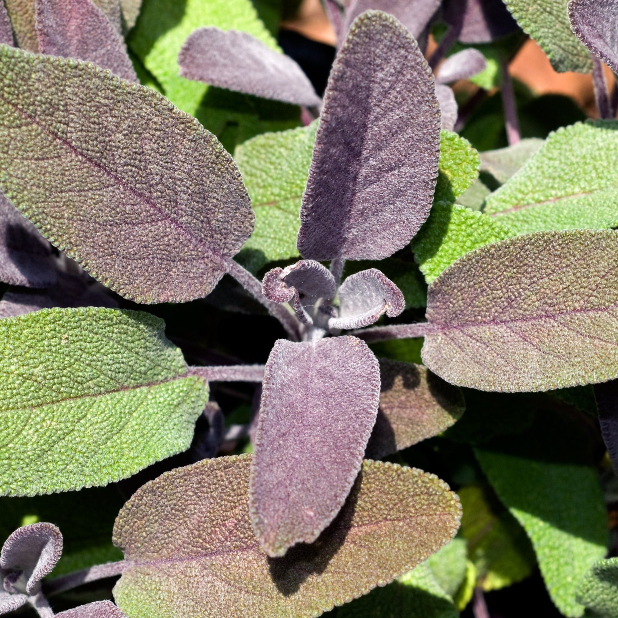 Purple Sage (Herb) 9cm