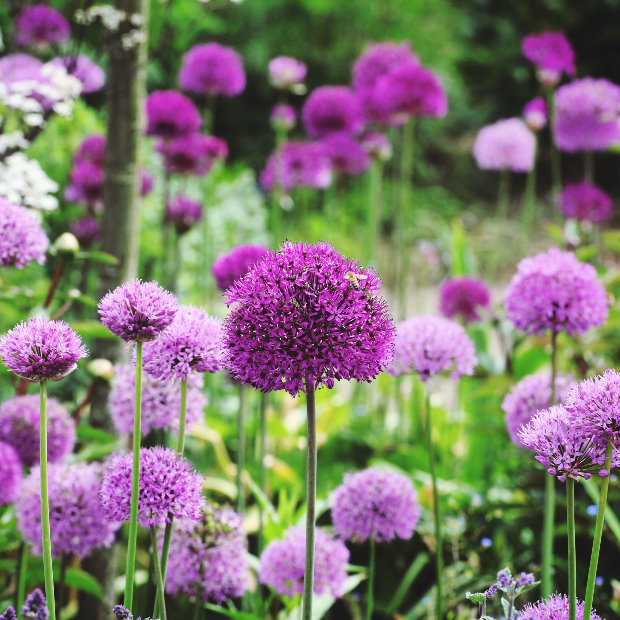 Allium hollandicum 'Purple Sensation' (Two sizes available)