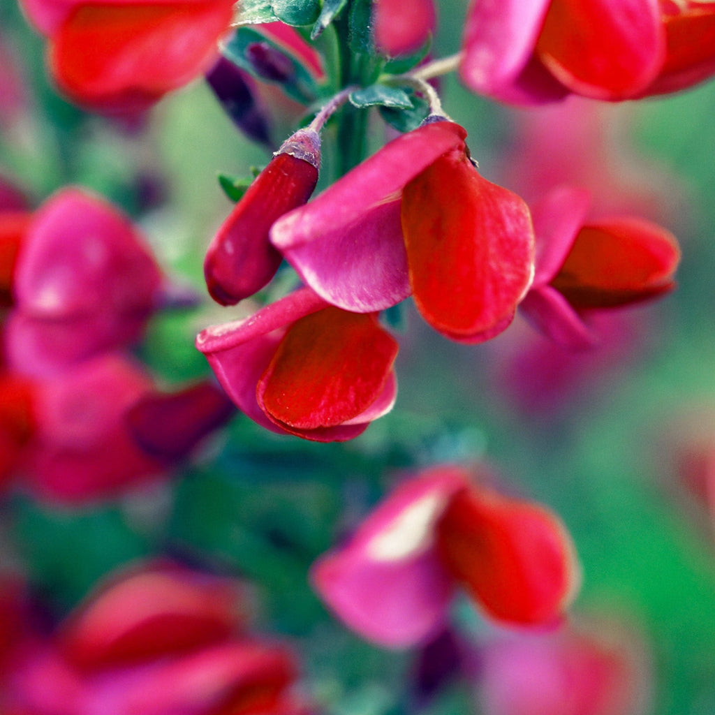 Cytisus x boskoopii 'Boskoop Ruby' 1.5L