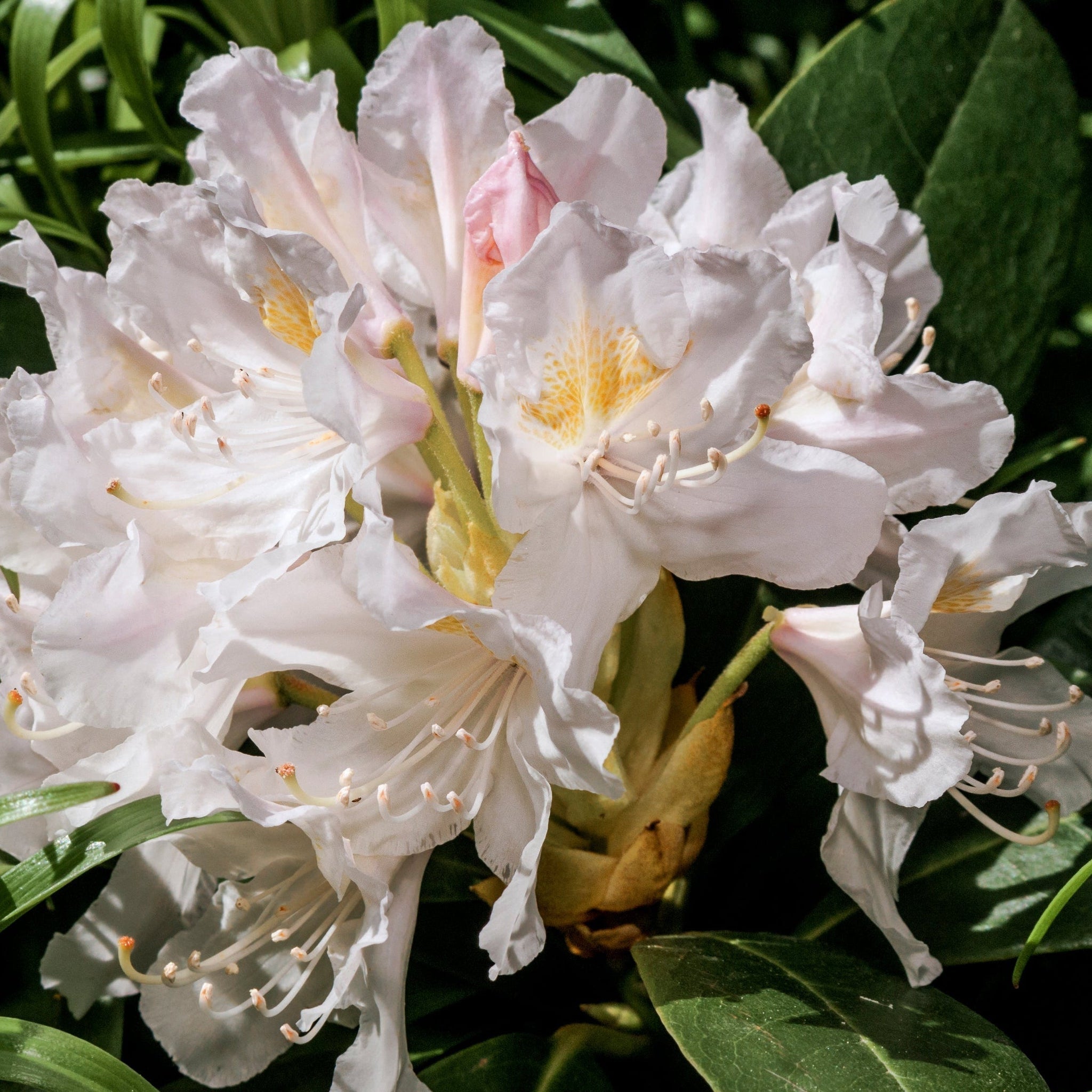 Rhododendron 'Cunninghams White' 2L / 3L