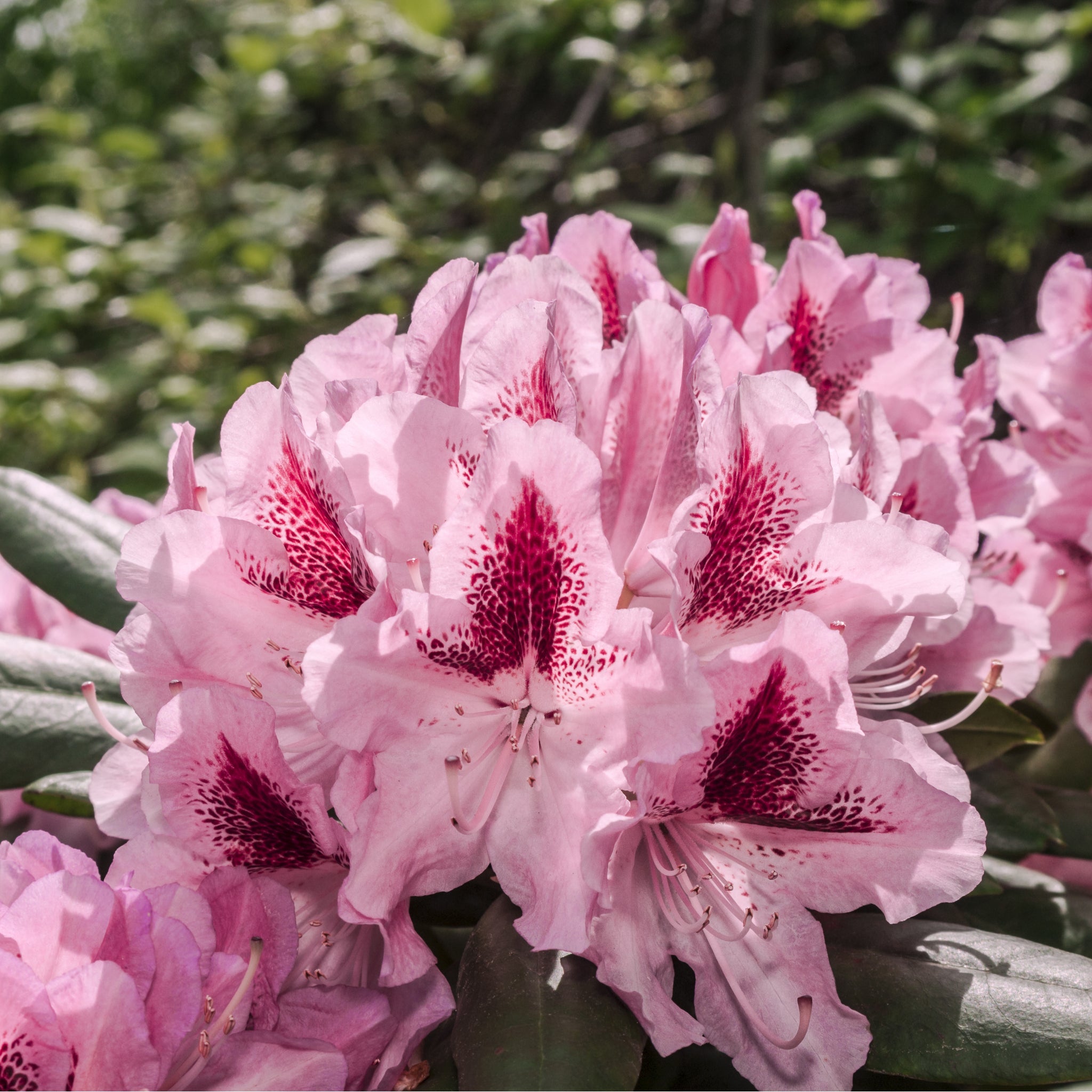 Standard Rhododendron 'Cosmopolitan' (Pink) 80cm