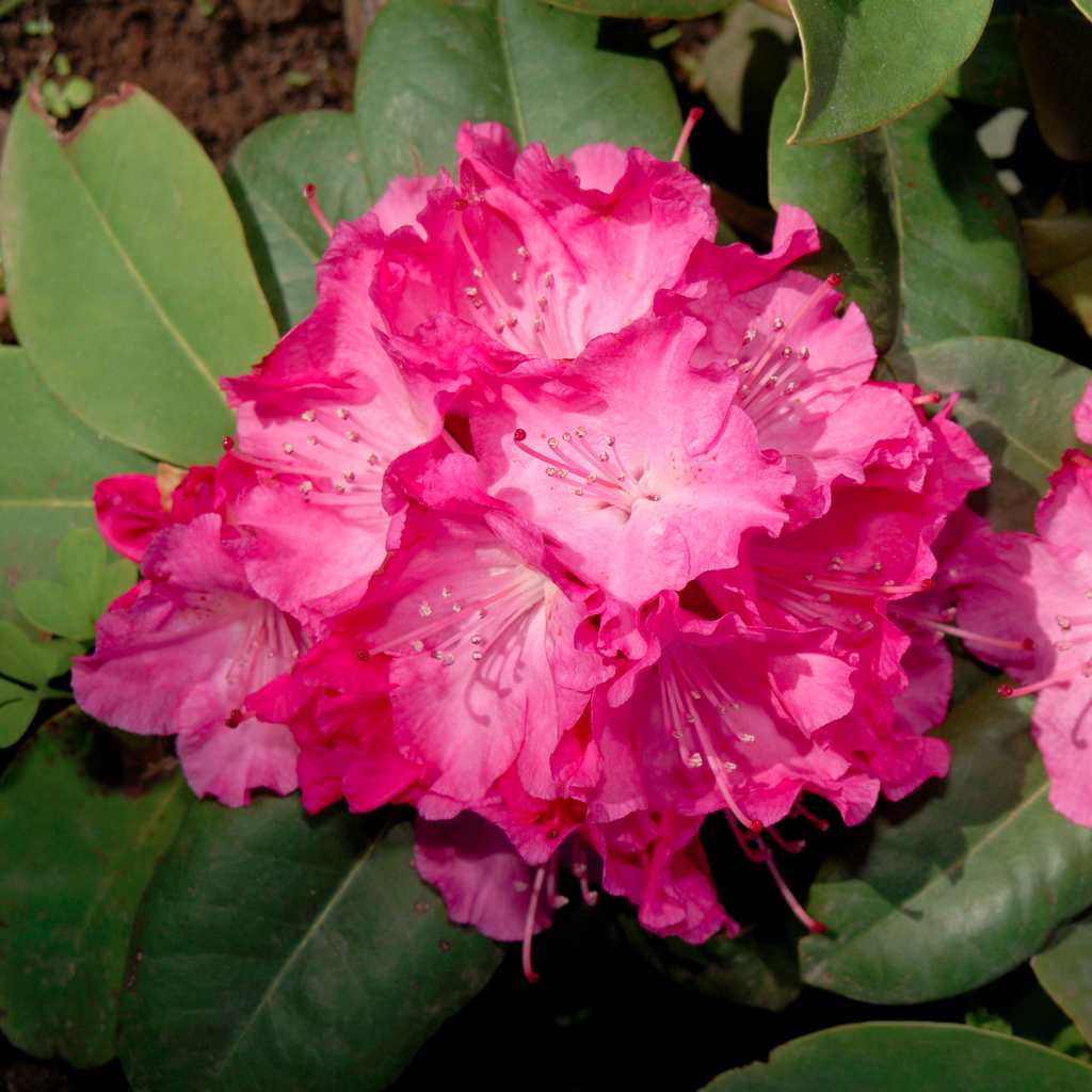 Rhododendron 'Germania' 2L /5L