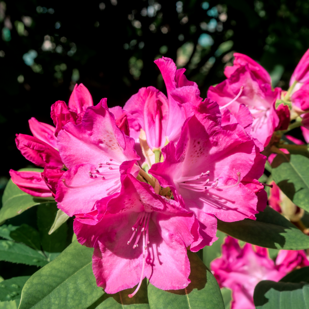 Rhododendron 'Germania' 2L /5L