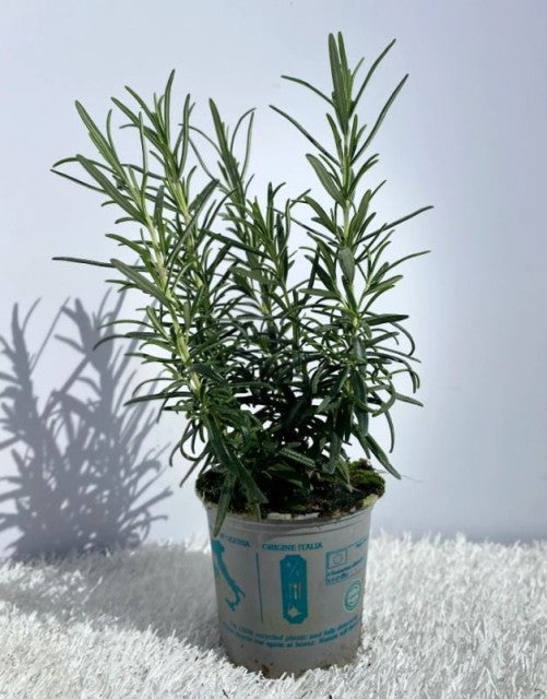 Rosemary officinalis (8cm/1.5L)