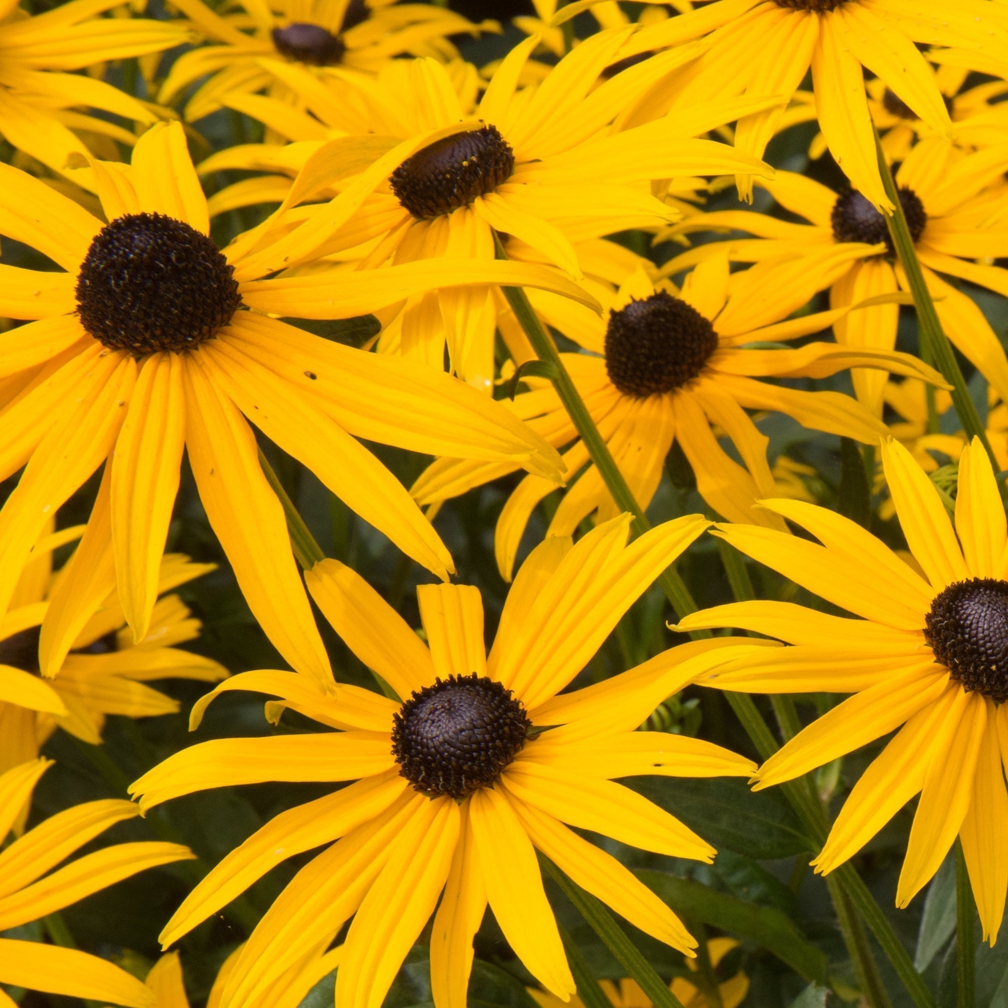 Rudbeckia fulgida Goldstrum 9cm