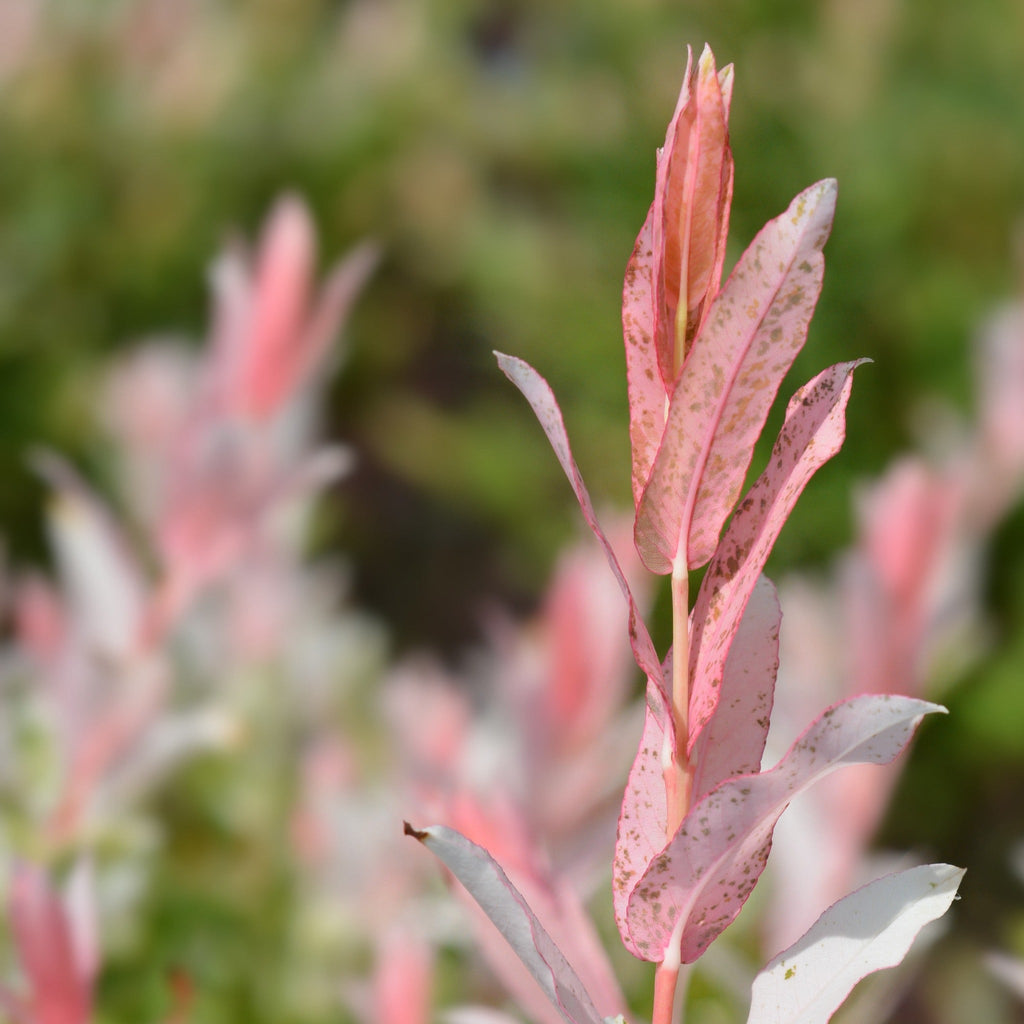 Salix intergra 'Hakuro - Nishiki' - Flamingo Dwarf Willow Tree 120cm