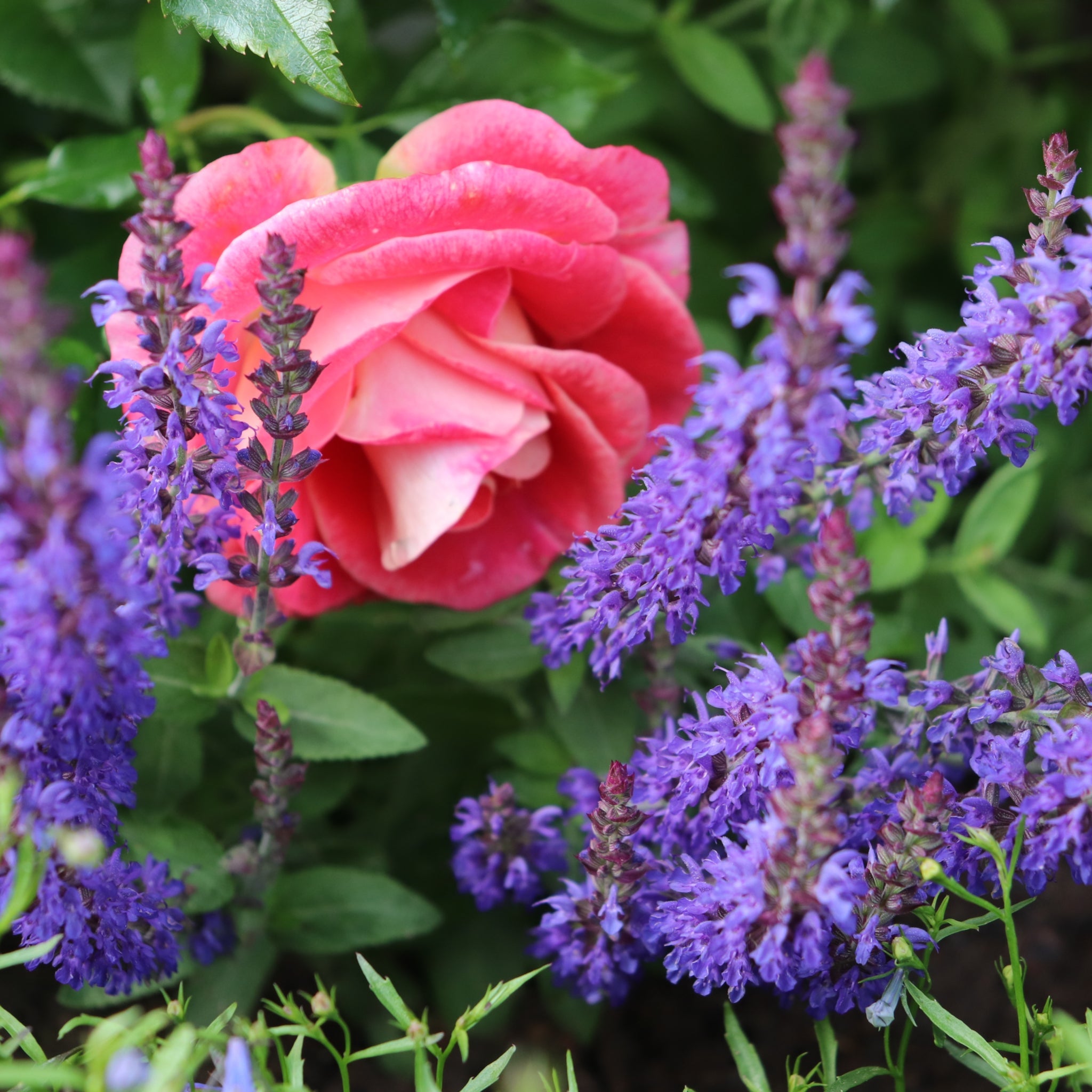 Salvia - Blue Bouquetta 1.5L