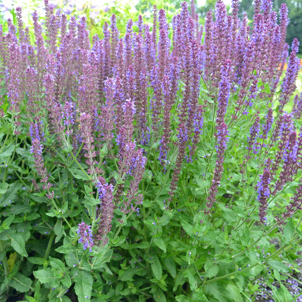 Salvia nemorasa 'Salute' Deep Blue 9cm/2L