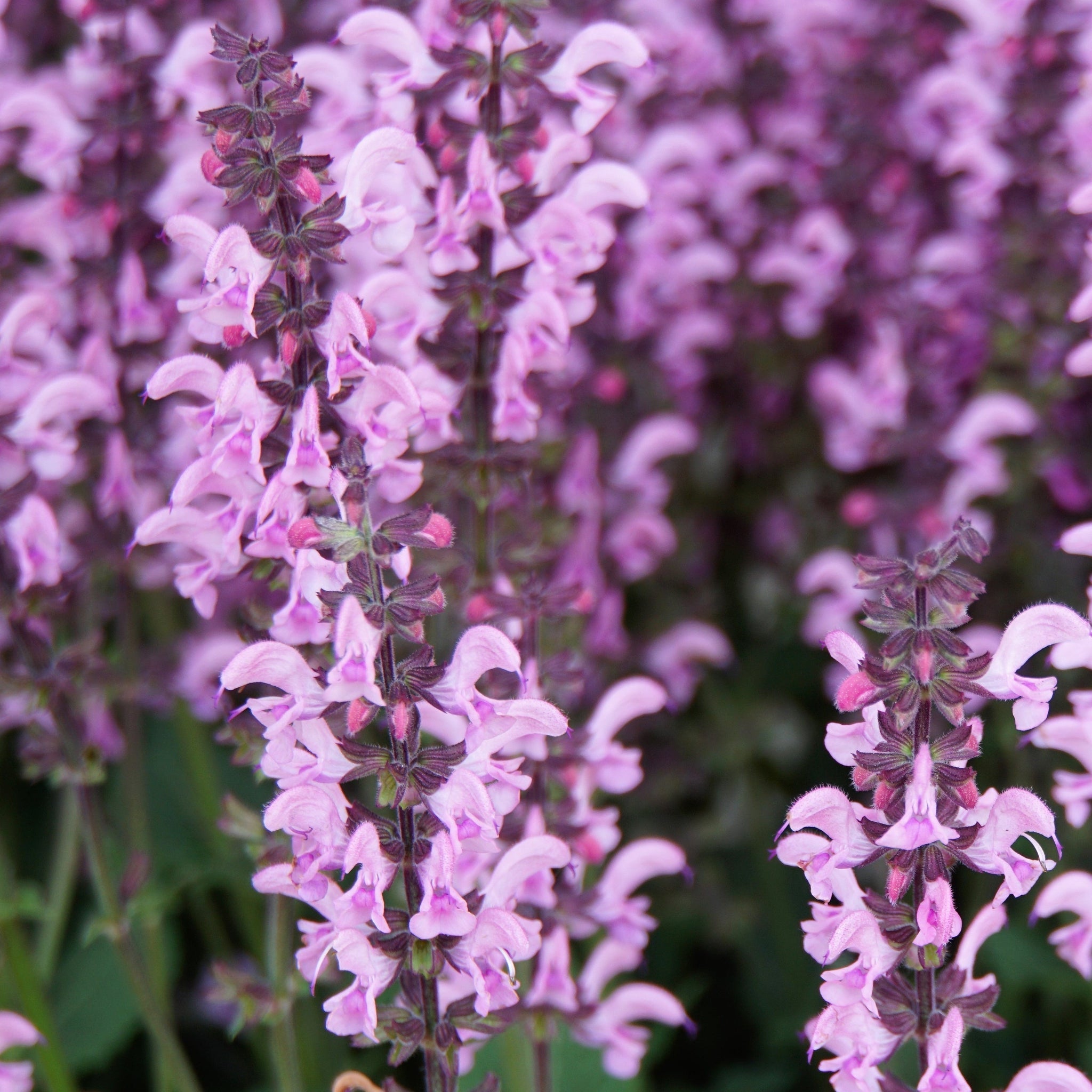 Salvia nemerosa 'Sensation Pink Rose' 9cm
