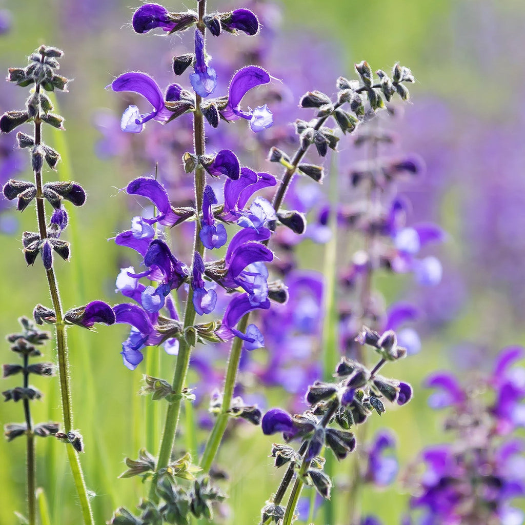 Salvia nemorosa Sensation Blue 9cm/1.5L