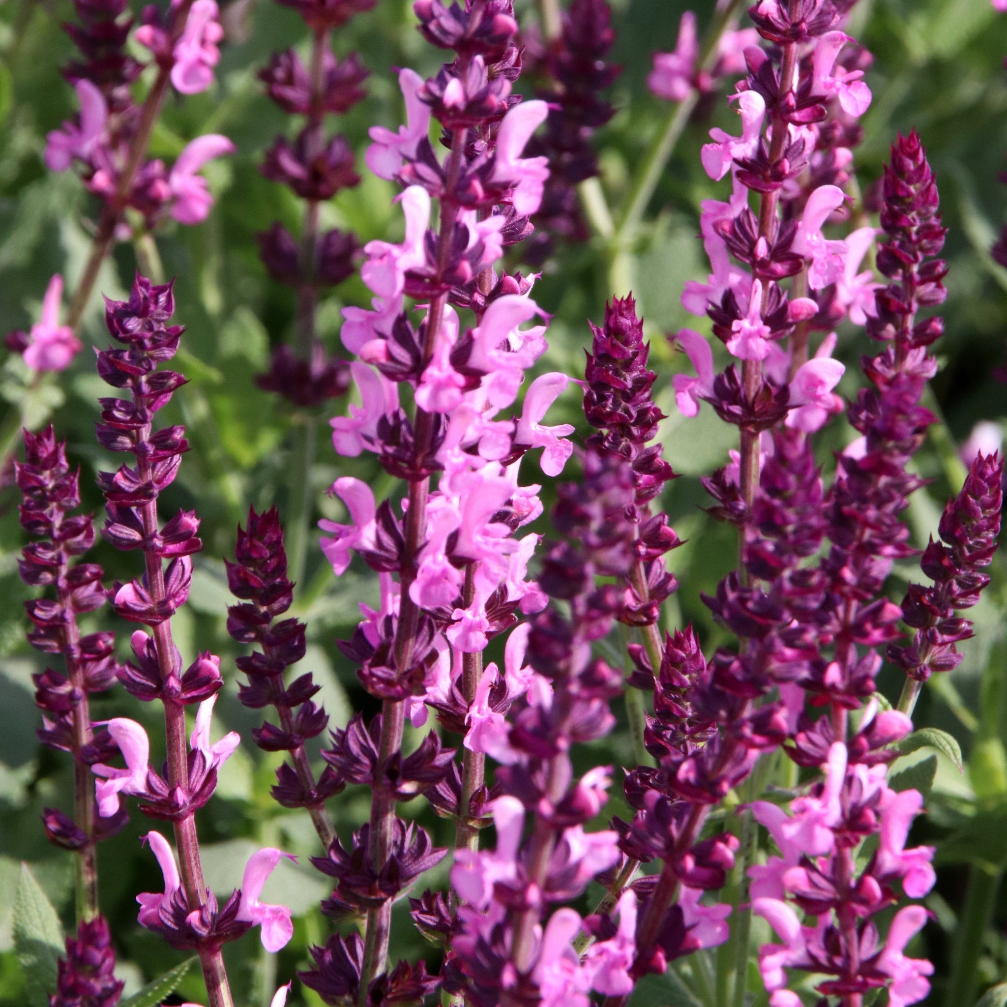Salvia nemerosa 'Sensation Pink Rose' 9cm