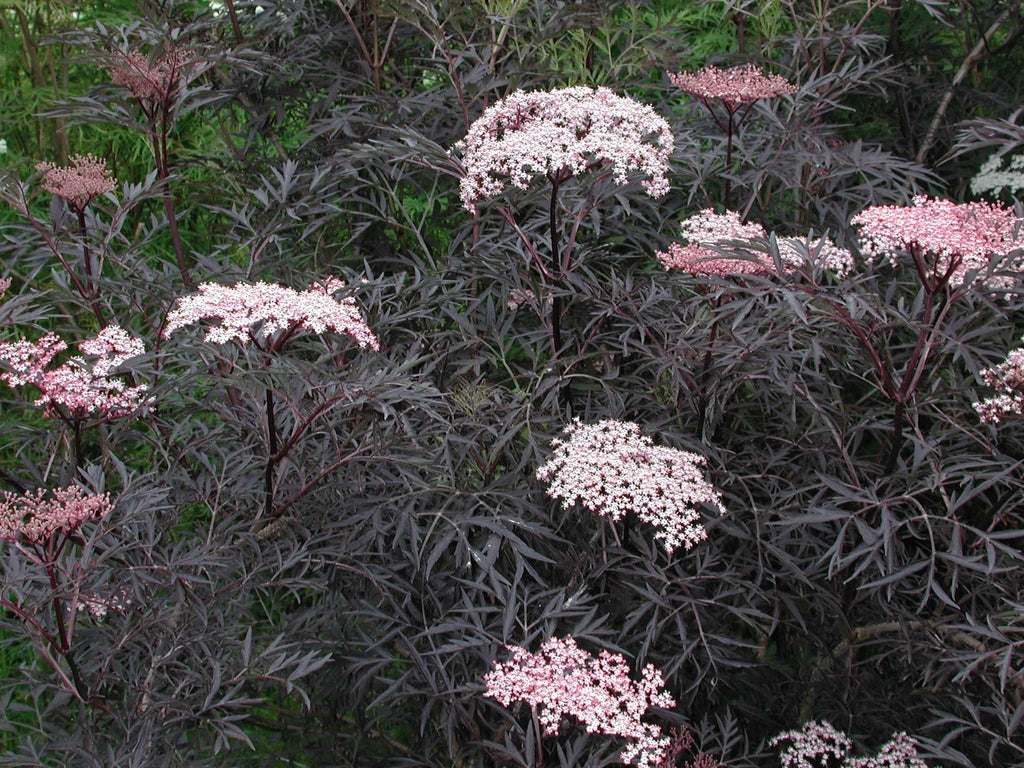 Sambucus nygra 'Black Lace' 9cm / 2L