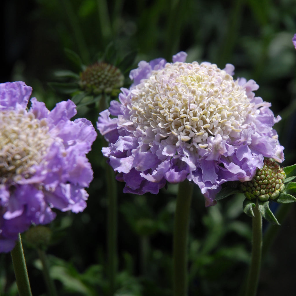Scabious 'Flutter Deep Blue' 2L