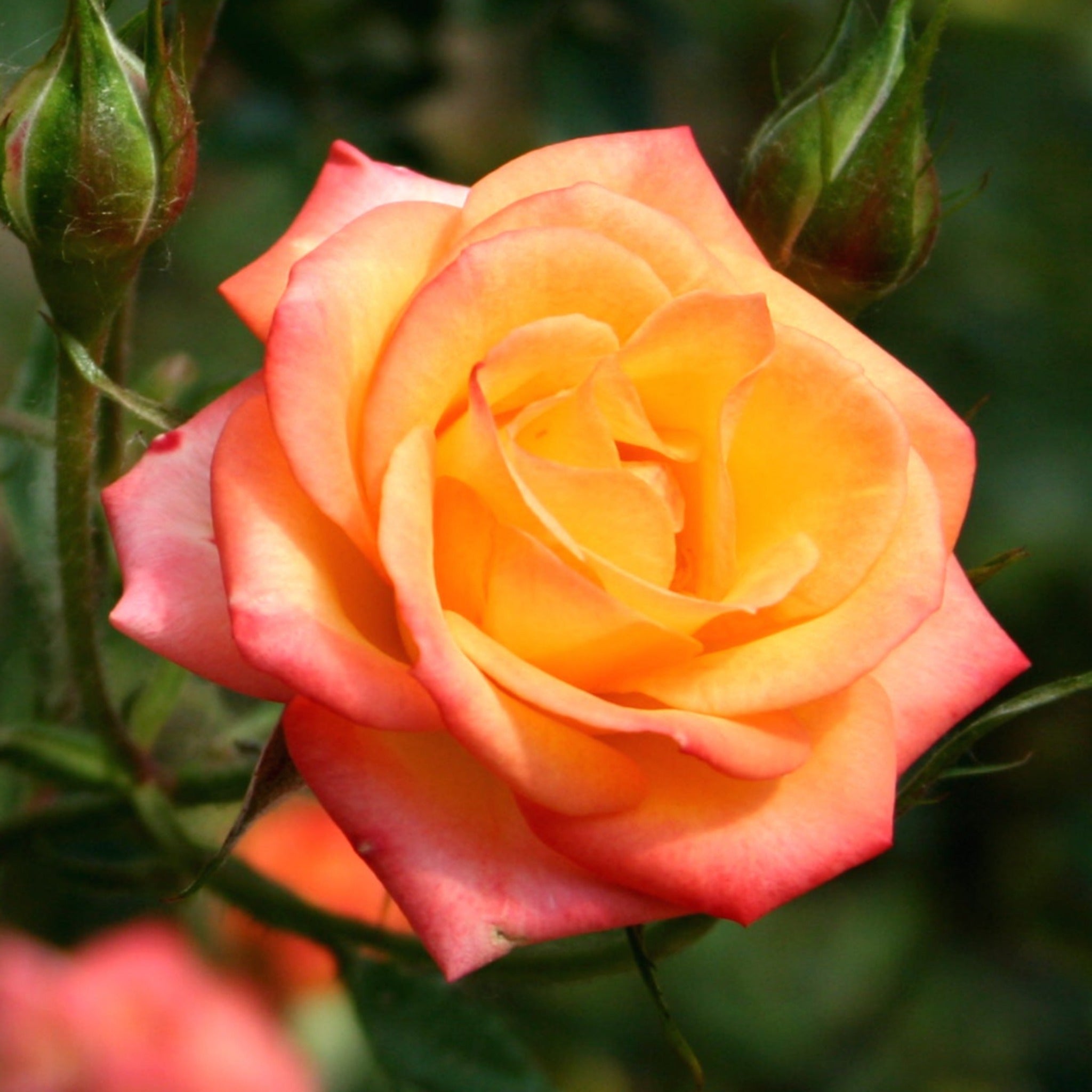 Rose Scent From Heaven | Climbing Rose | 4L Potted Rose (PRE ORDER DECEMBER '25)