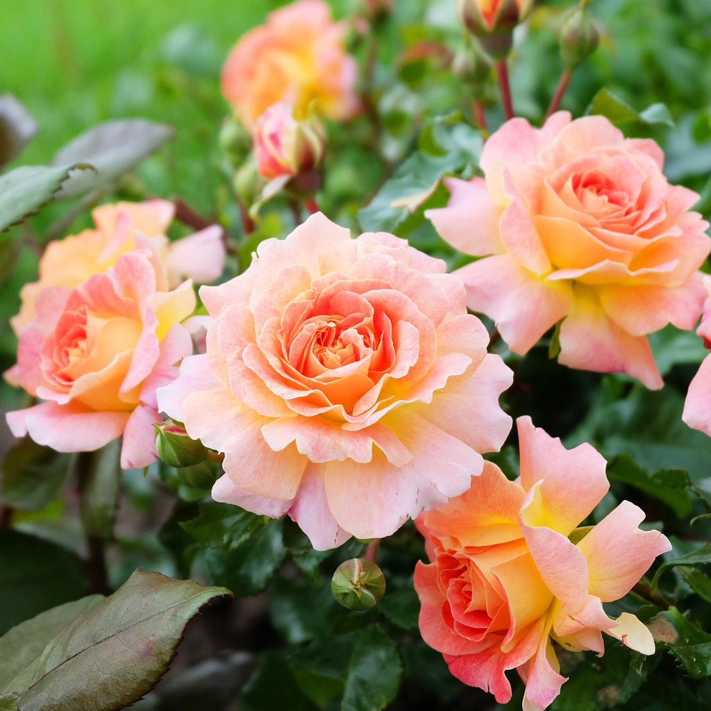 Rose Scent From Heaven | Climbing Rose | 4L Potted Rose (PRE ORDER DECEMBER '25)