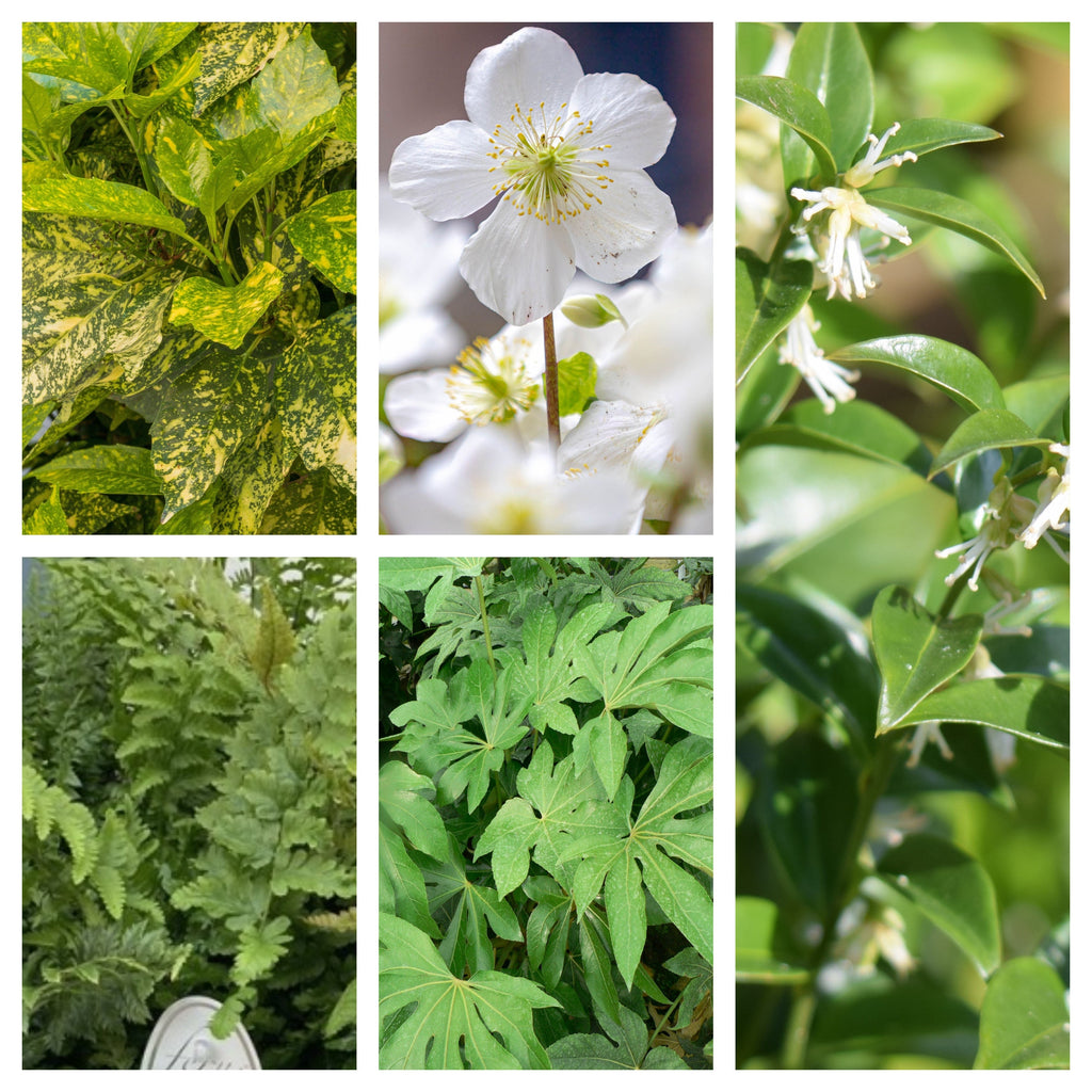 Shade Lover’s Plant Bundle (5 Plants)