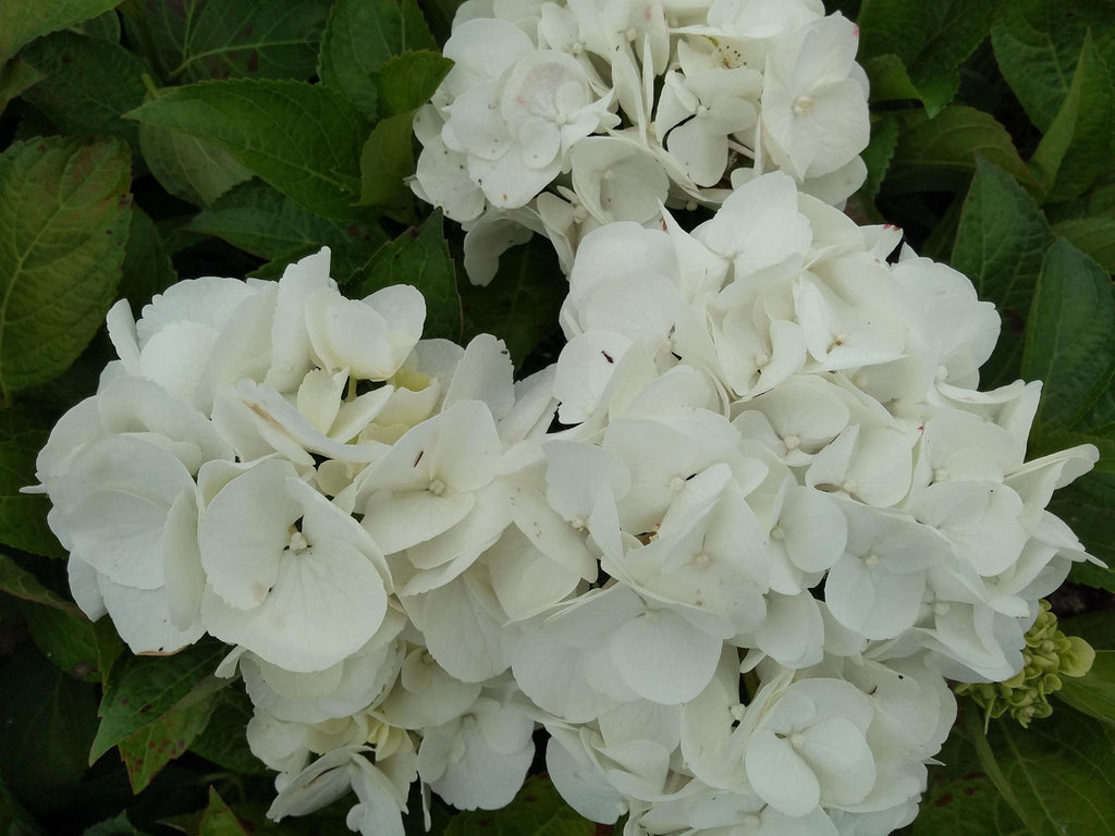 Hydrangea macrophylla 'Shakira' 9cm