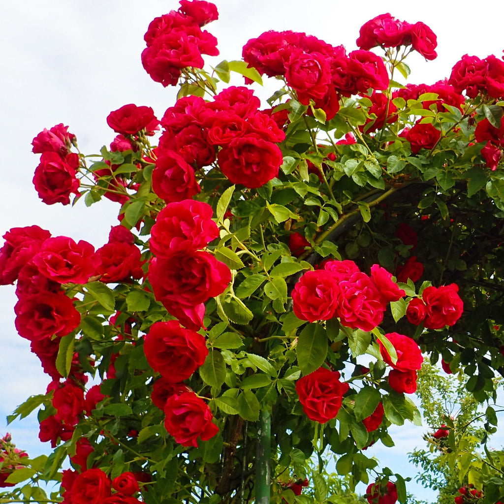 Paul's Scarlet | Climbing Rose | 4L Potted Rose (PRE ORDER DECEMBER '25)