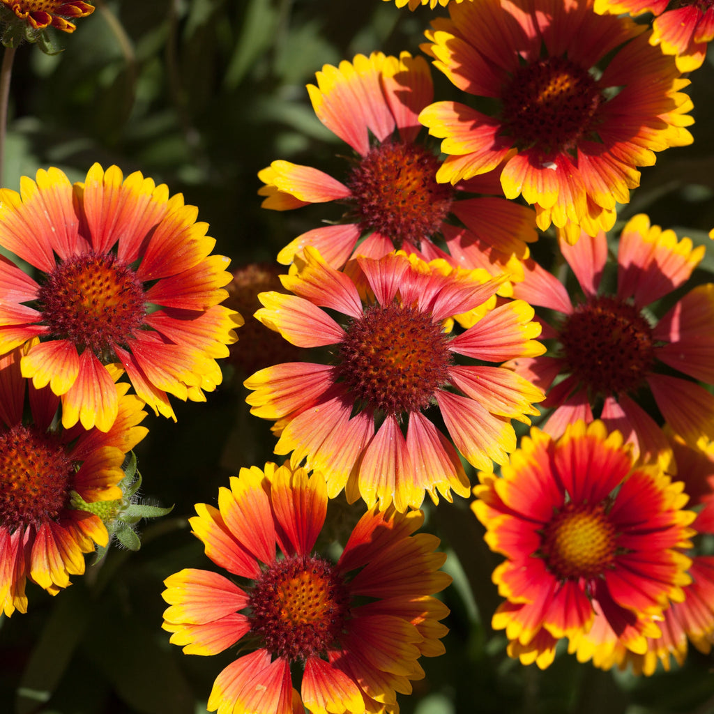 Gaillardia 1.5L (Our Choice)