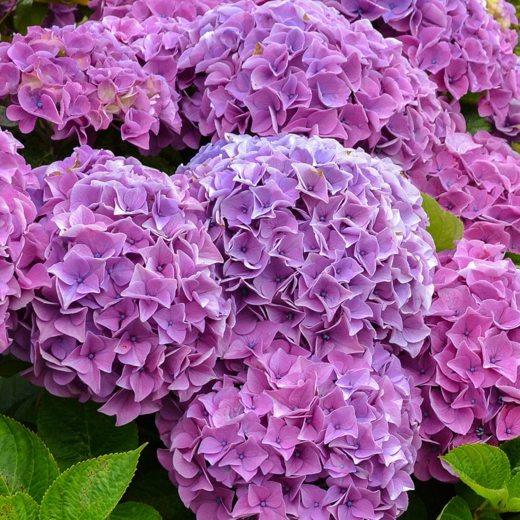 Hydrangea macrophylla | Surprise colour 1.5L (Our Choice)