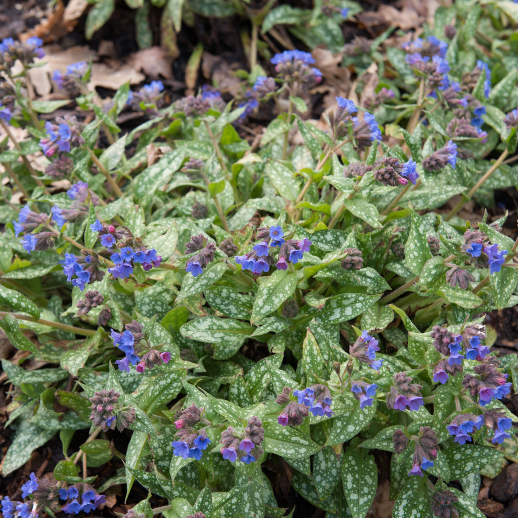 Pulmonaria 'Trevi Fountain' 9cm/2L