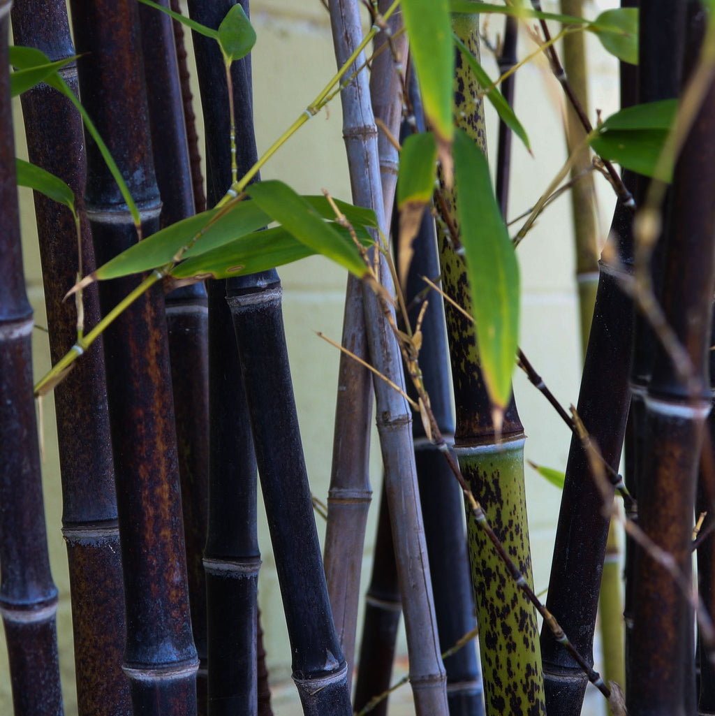 Phyllostachys nigra | Black Bamboo 80-90cm (Multi-Buy Offers)