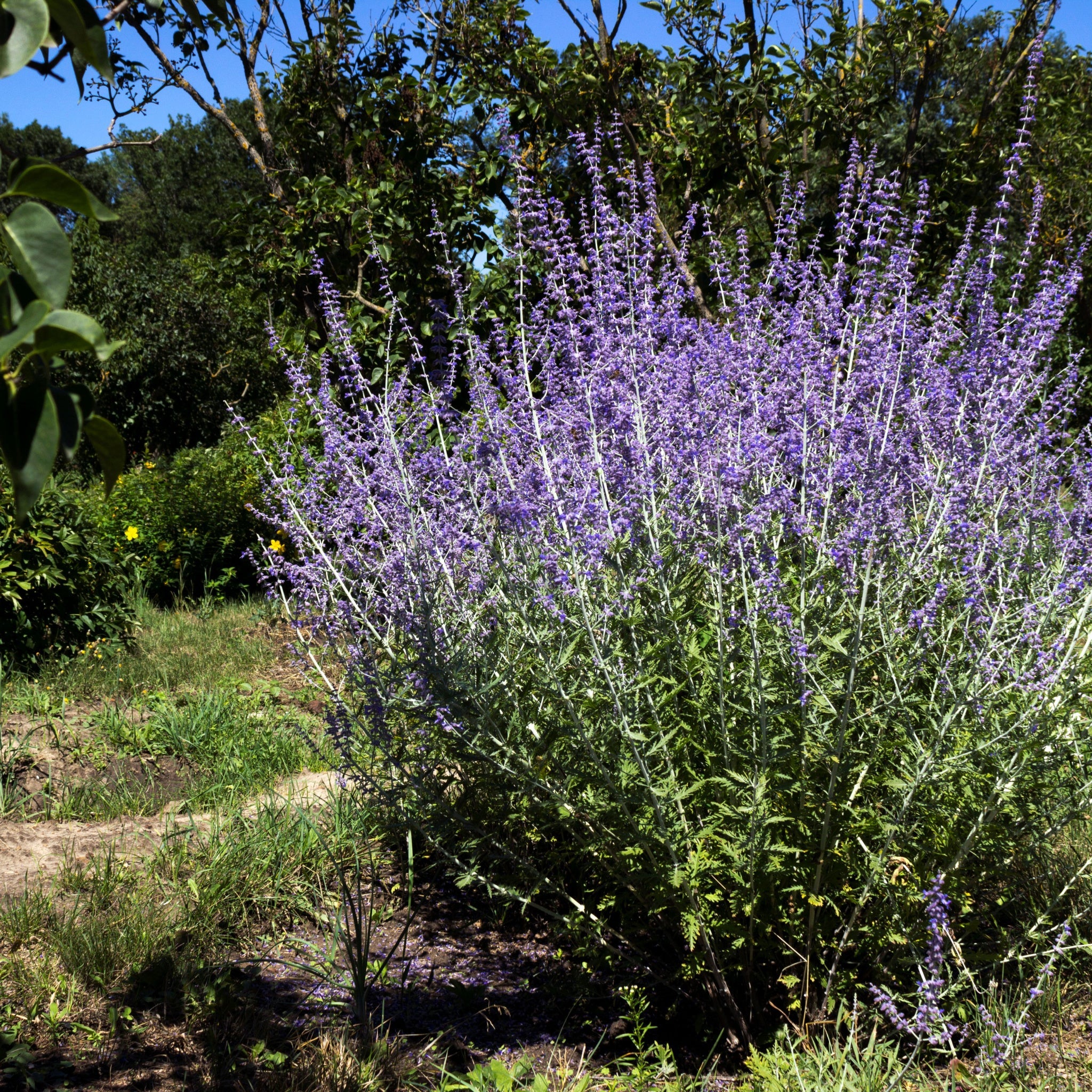 Perovskia 'Blue Spire' 9cm / 2L