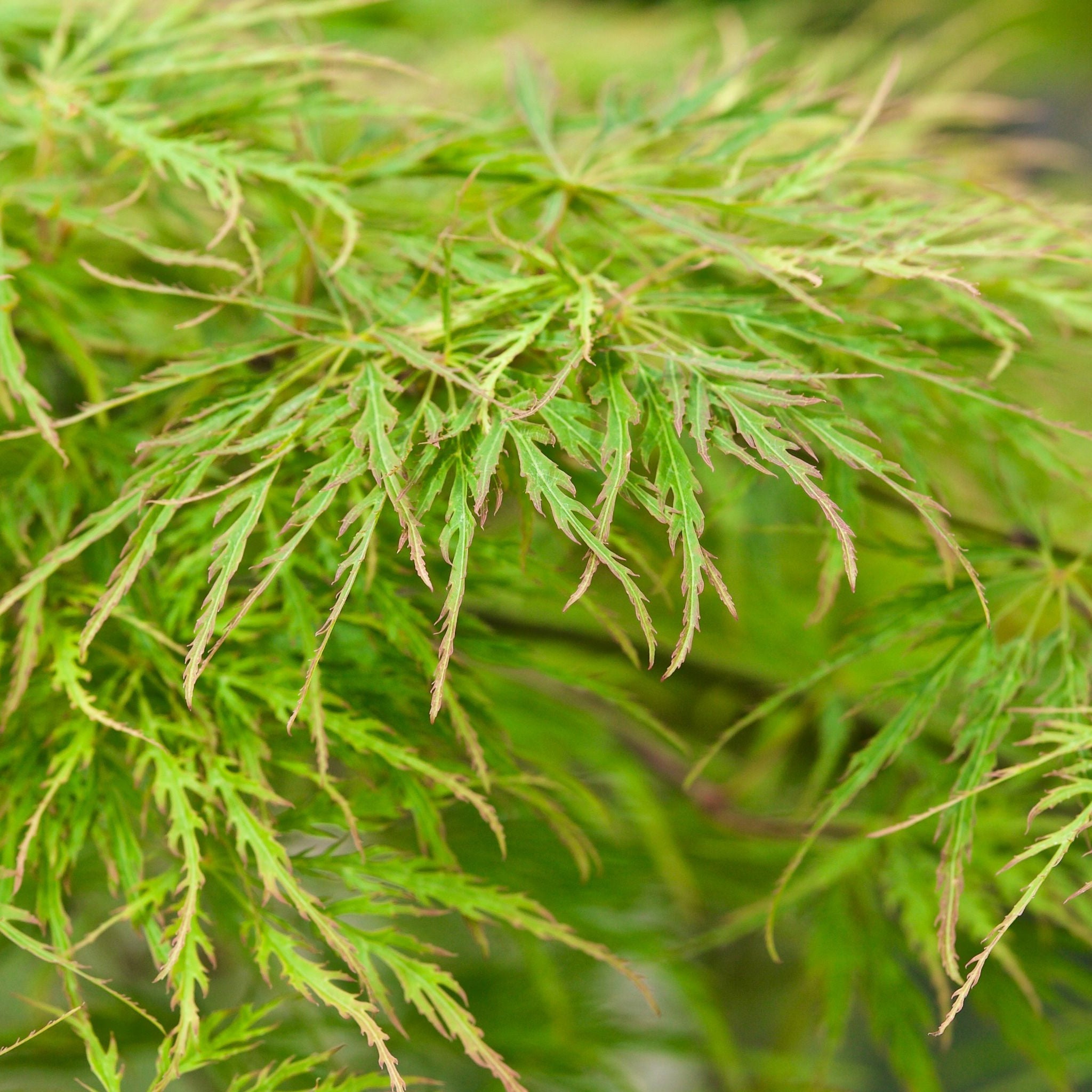 Acer palmatum Dissectum 3L / 10L