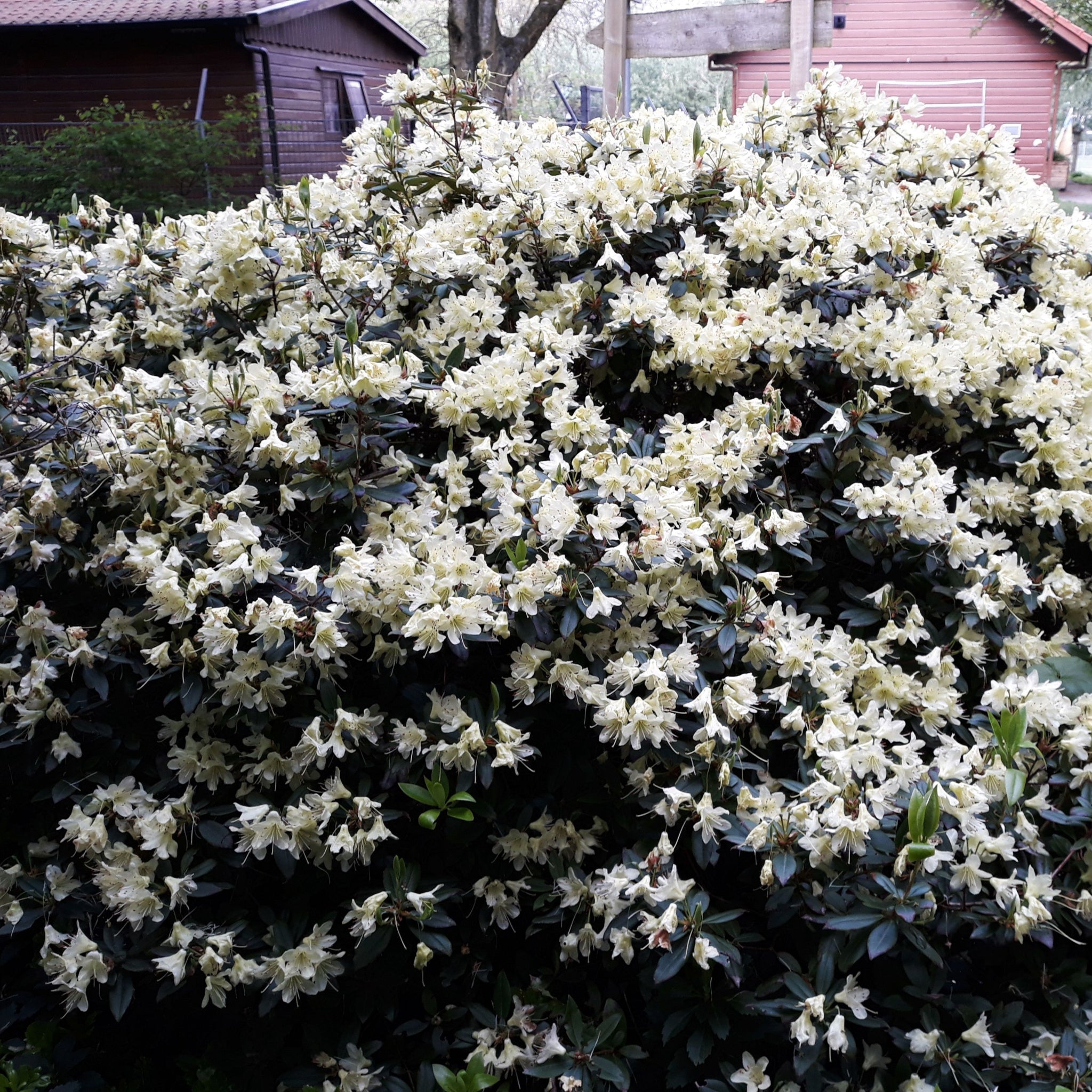 Azalea japonica Palestrina 5L