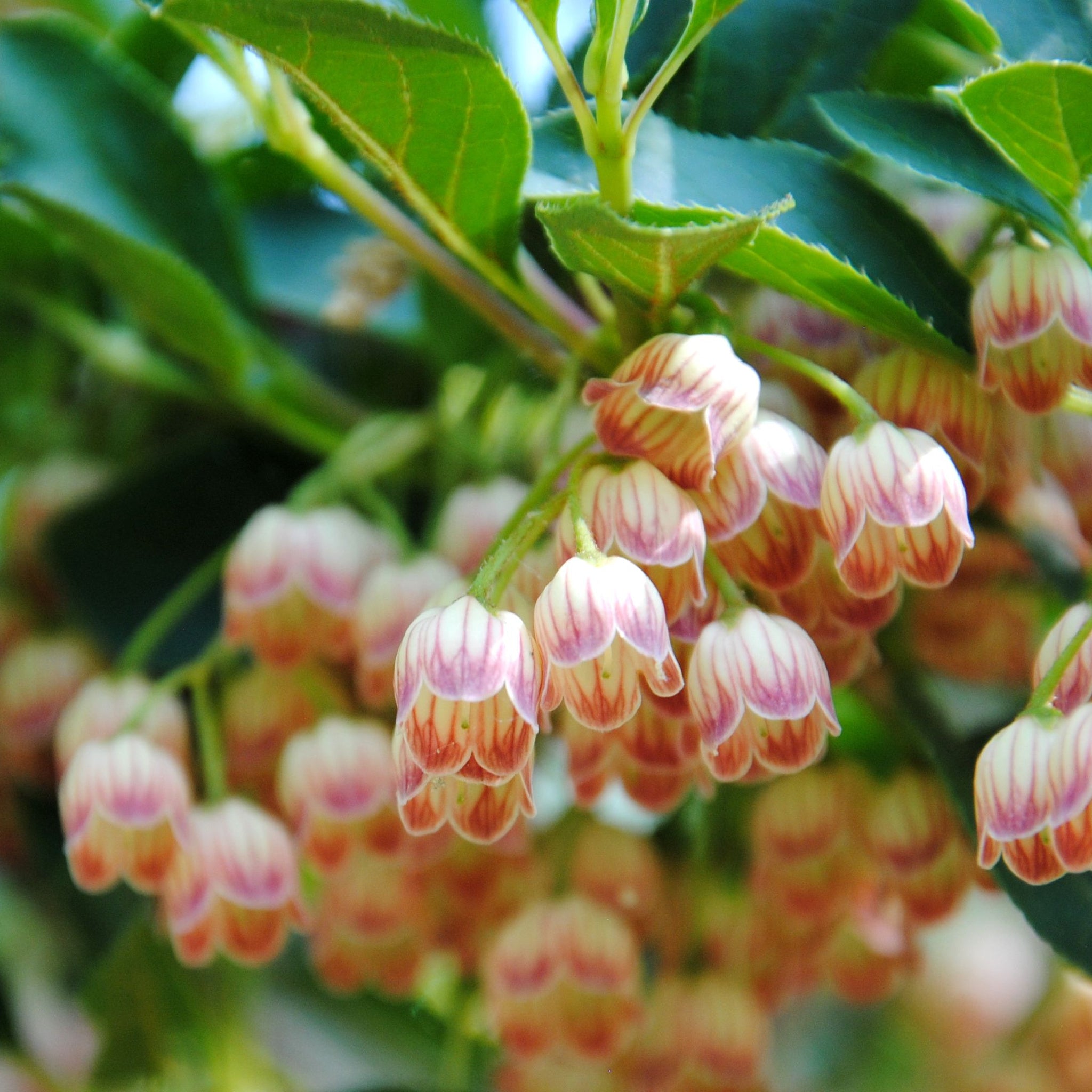 Enkianthus campanulatus 2L