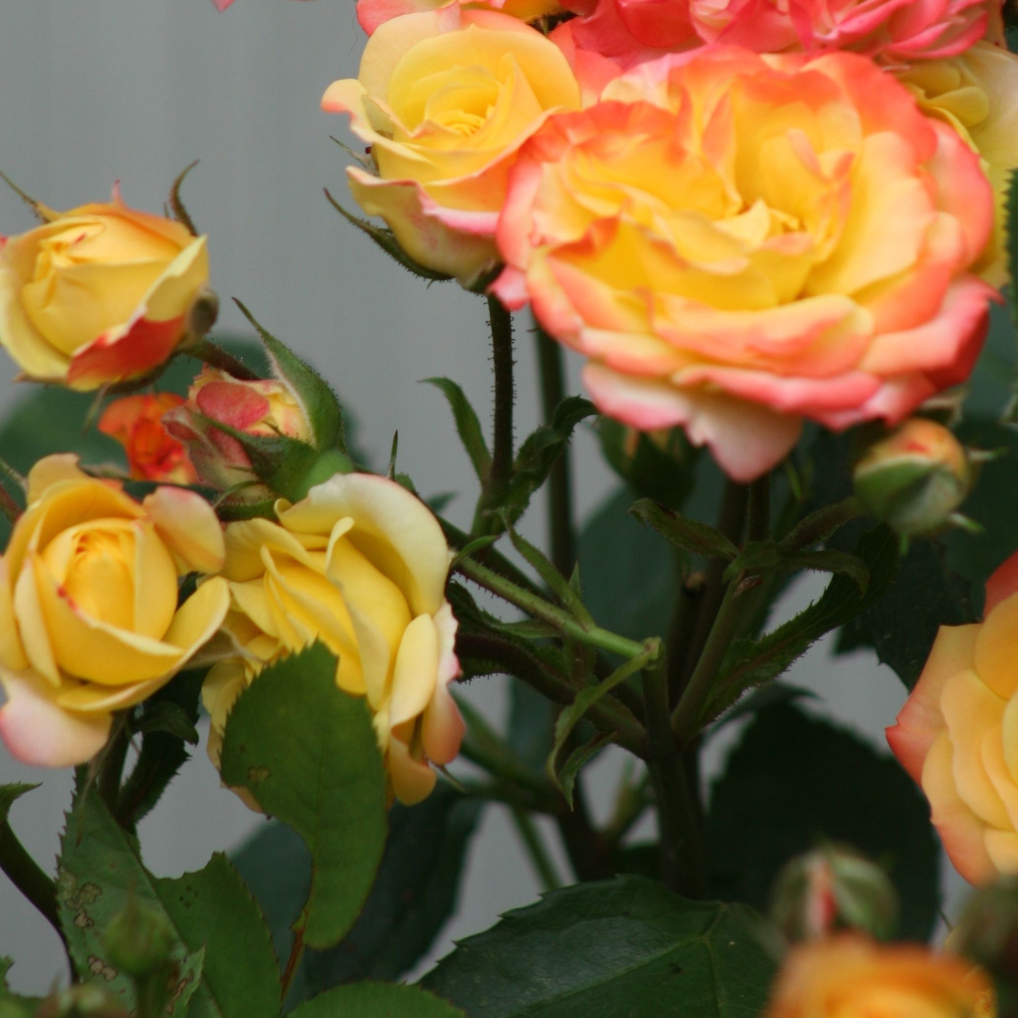 Rose 'Masquerade' | Floribunda | 4L Potted Rose (PRE ORDER DECEMBER '25)