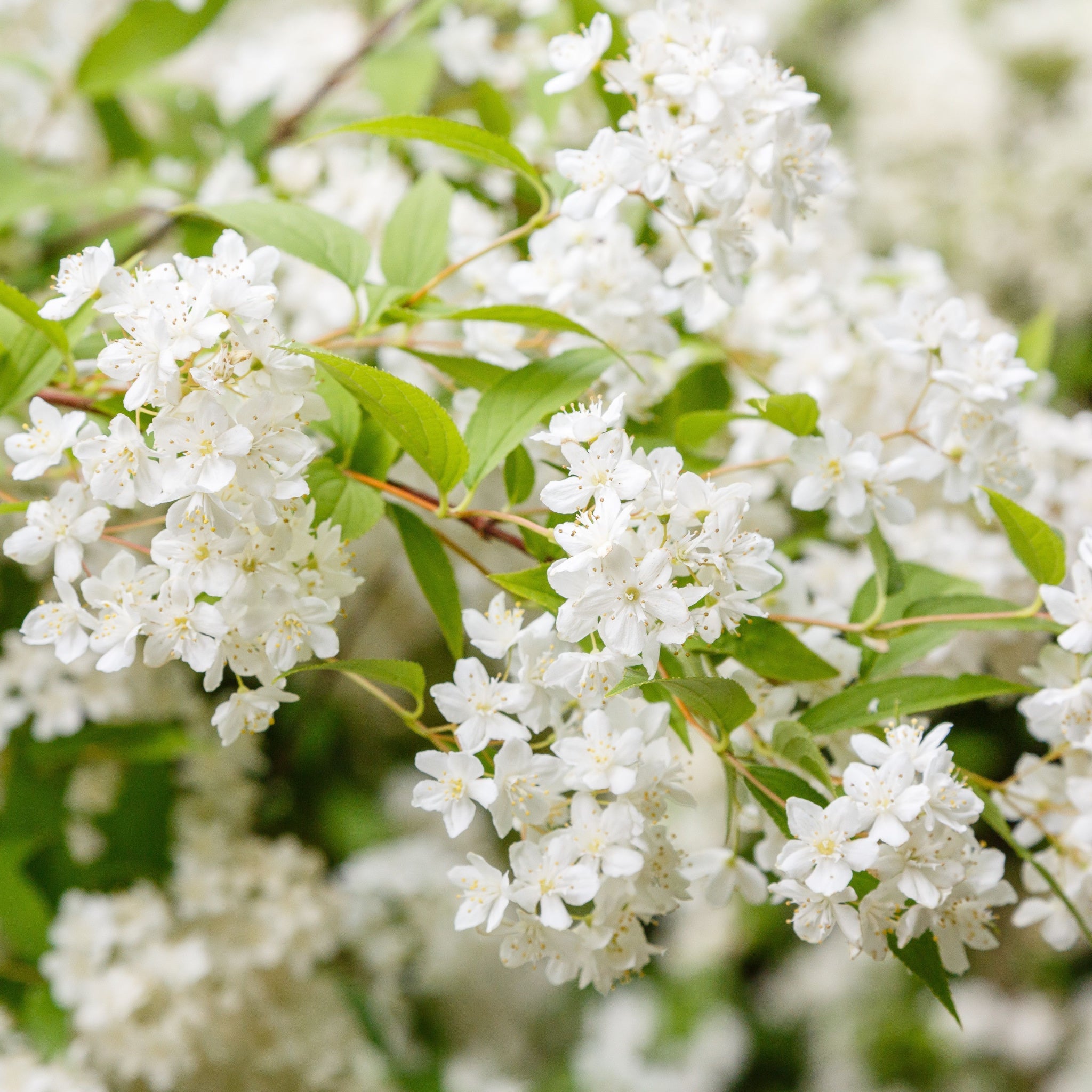 Deutzia gracilis 1L/2L