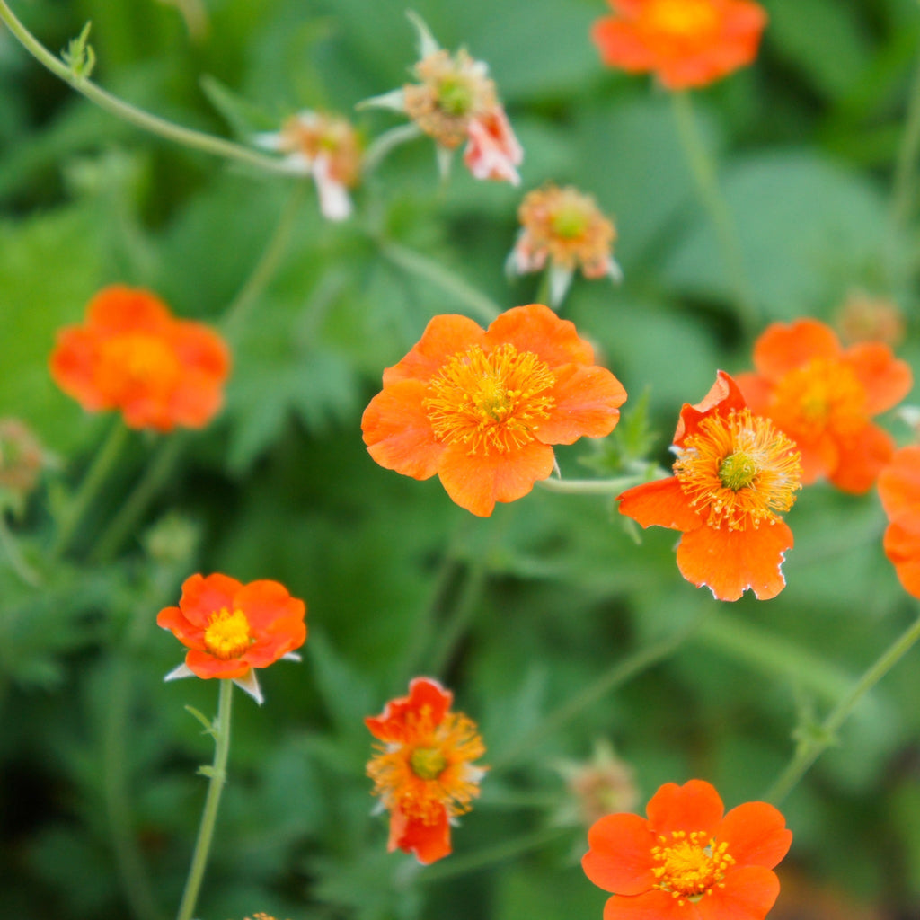 Geum Borisii 9cm